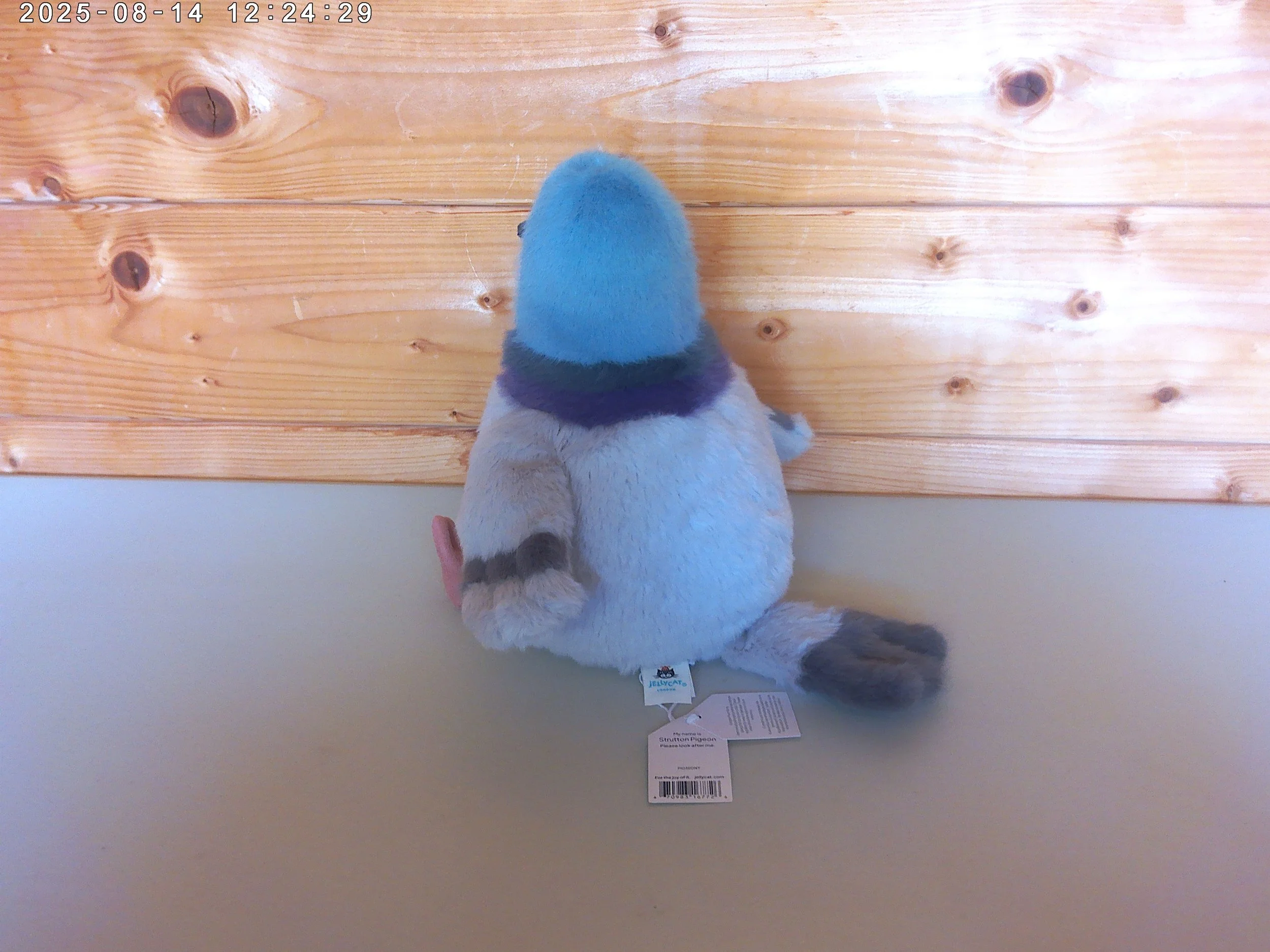Strutton pigeon - photo 2.jpg