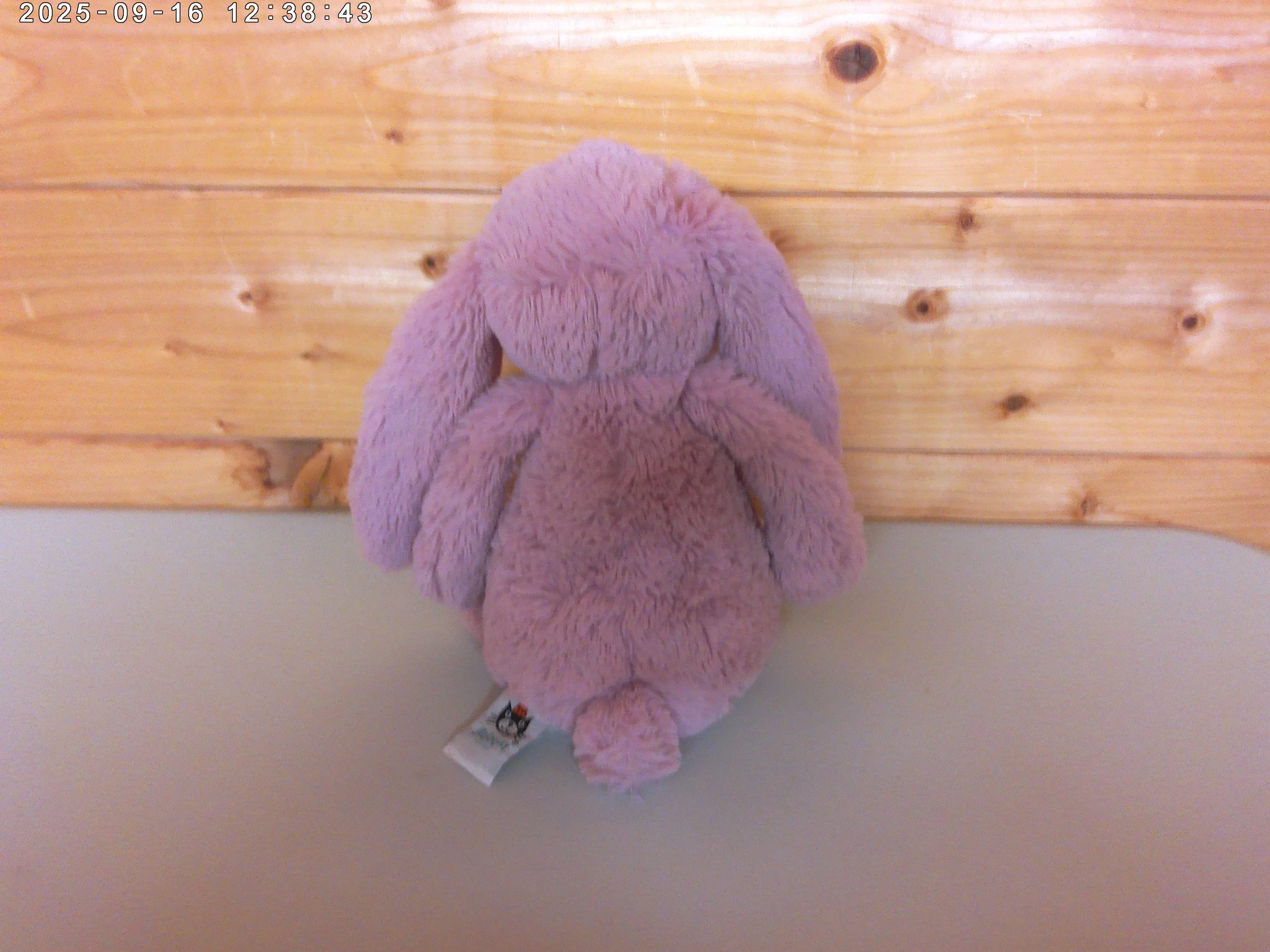Bashful medium tulip bunny - photo 2.jpg