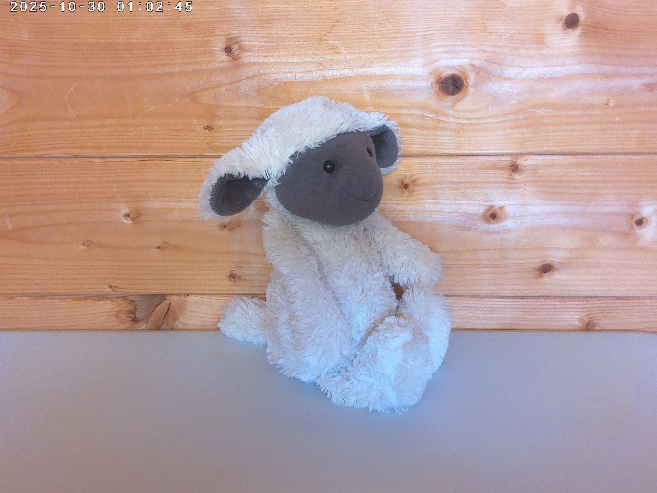Bashful lamb - photo 3.jpg