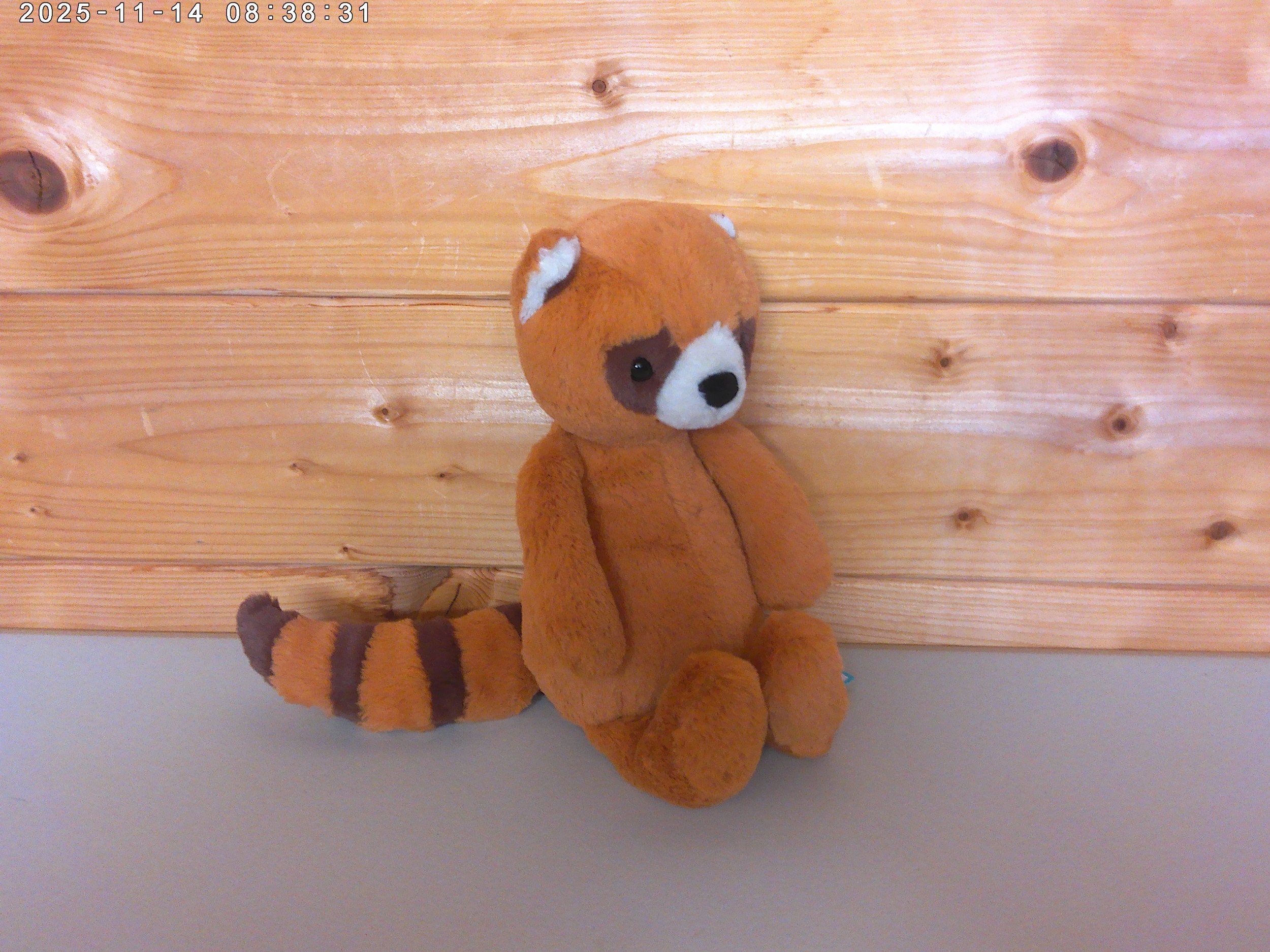 Red panda - photo 3.jpg