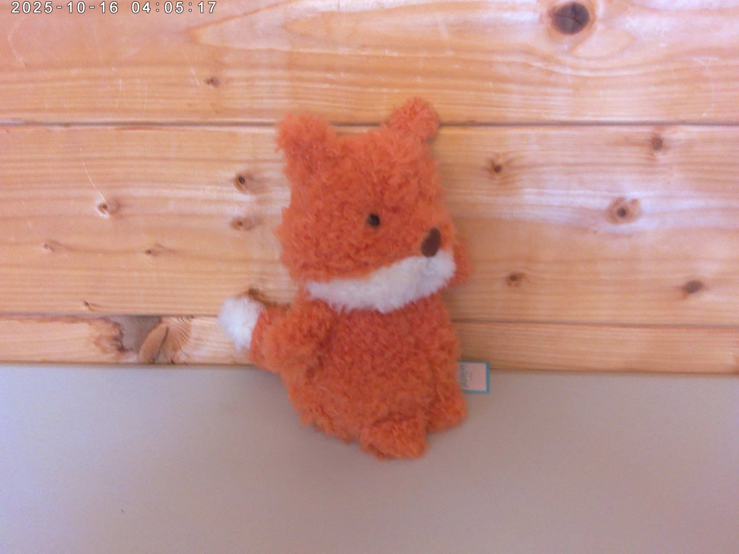 Little Fox - photo 3.jpg