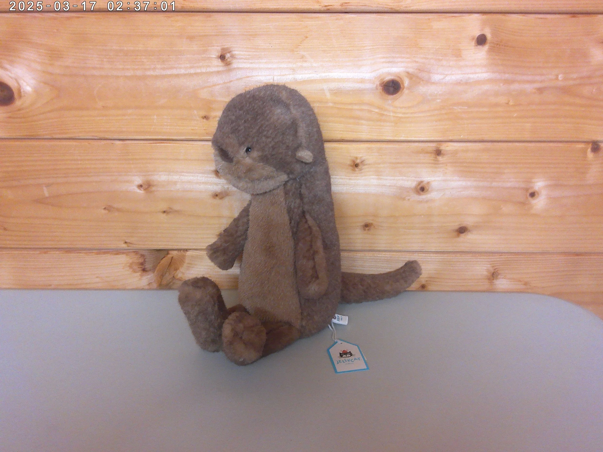 otter - photo 2.jpg