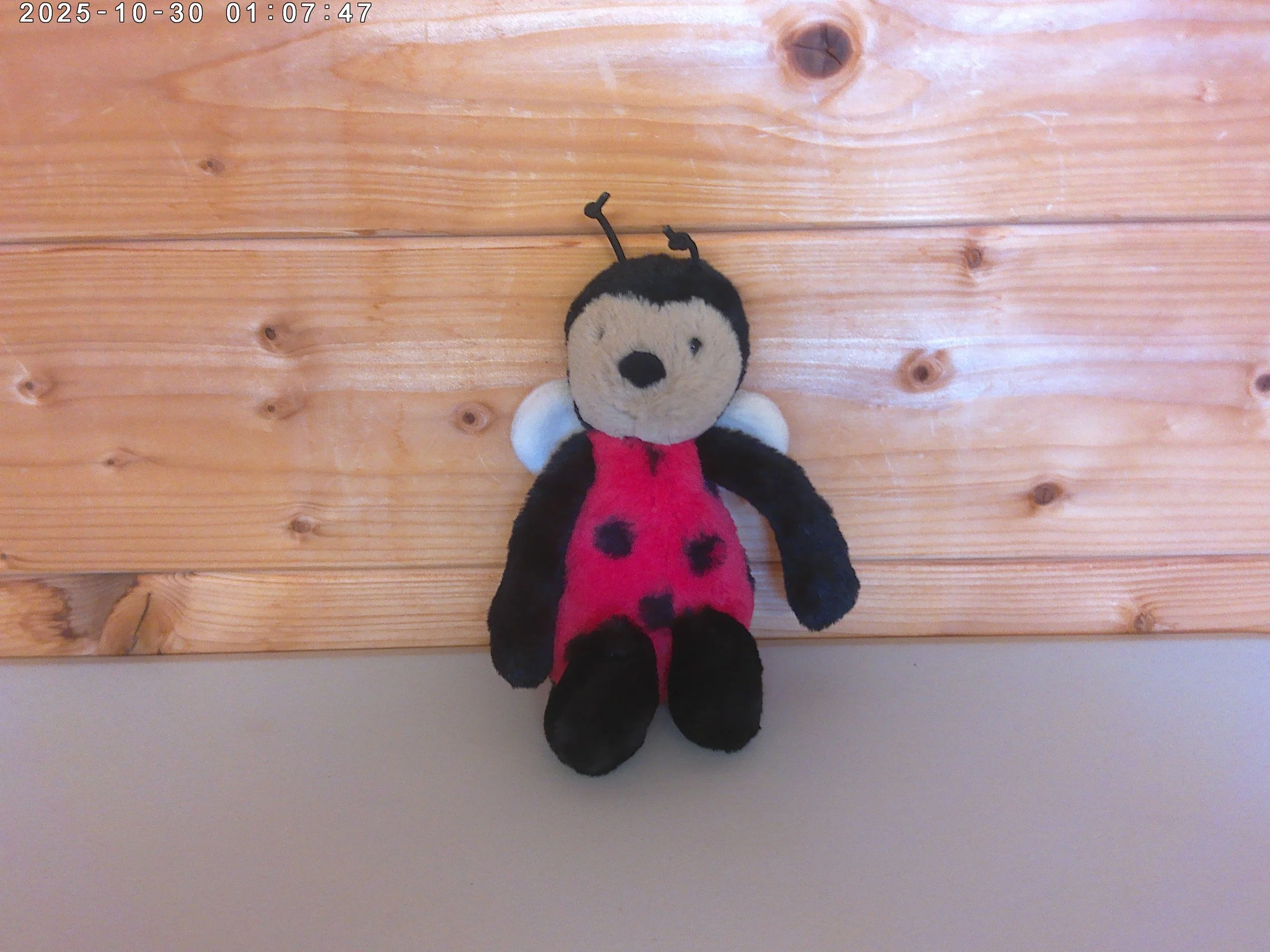 Bashful Ladybug - photo 1.jpg