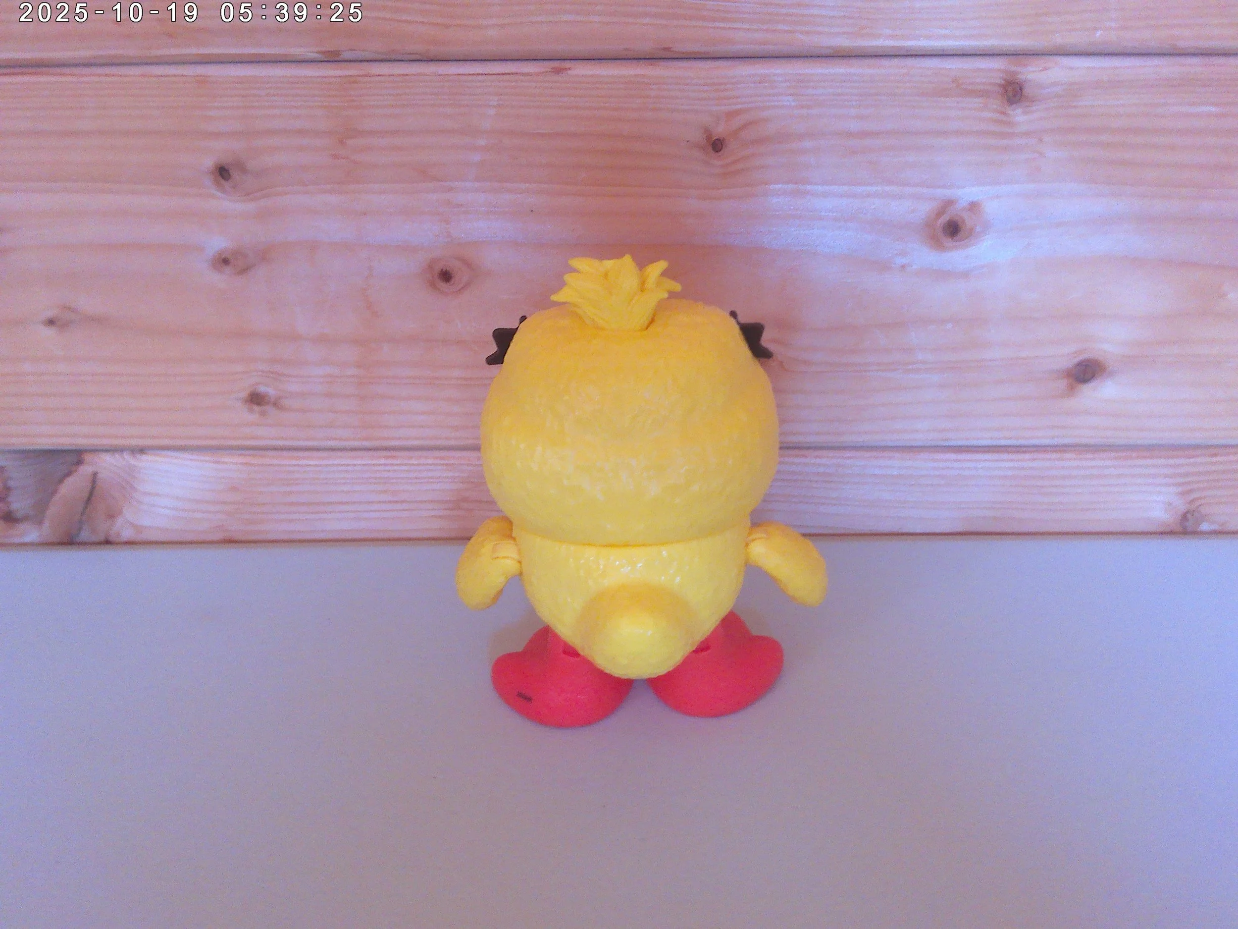 Ducky - photo 2.jpg