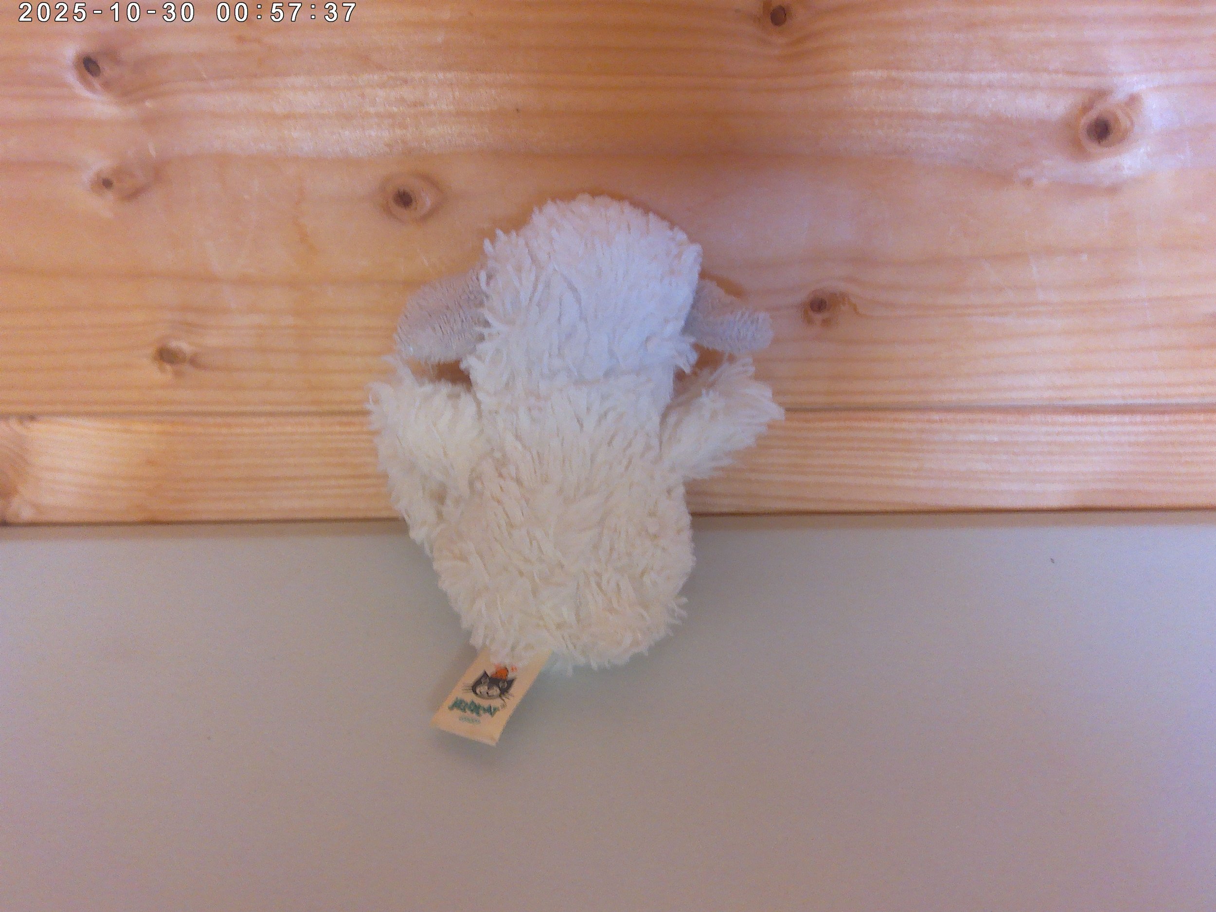 Poppet Lamb - photo 2.jpg