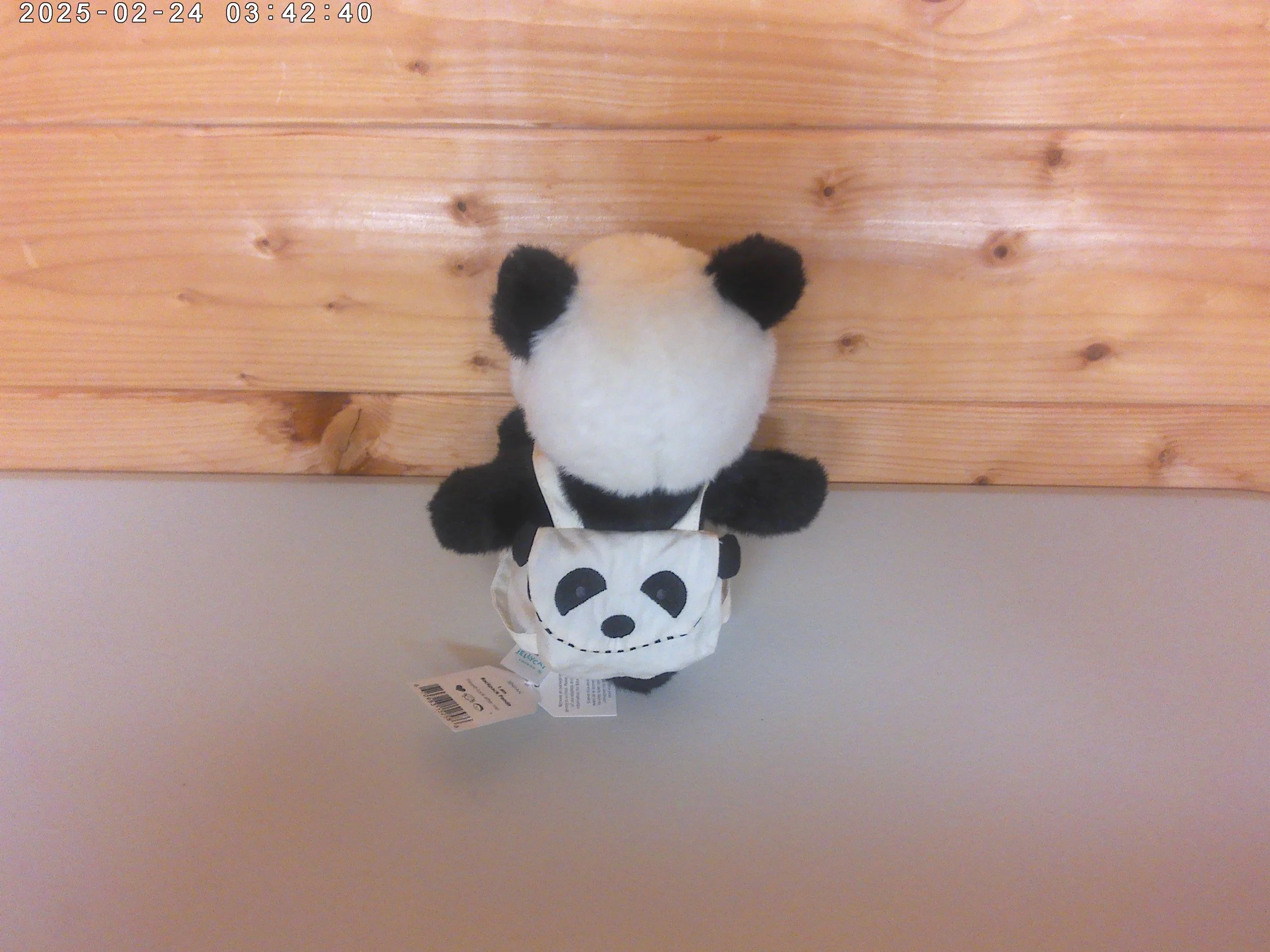Panda - photo 3.jpg