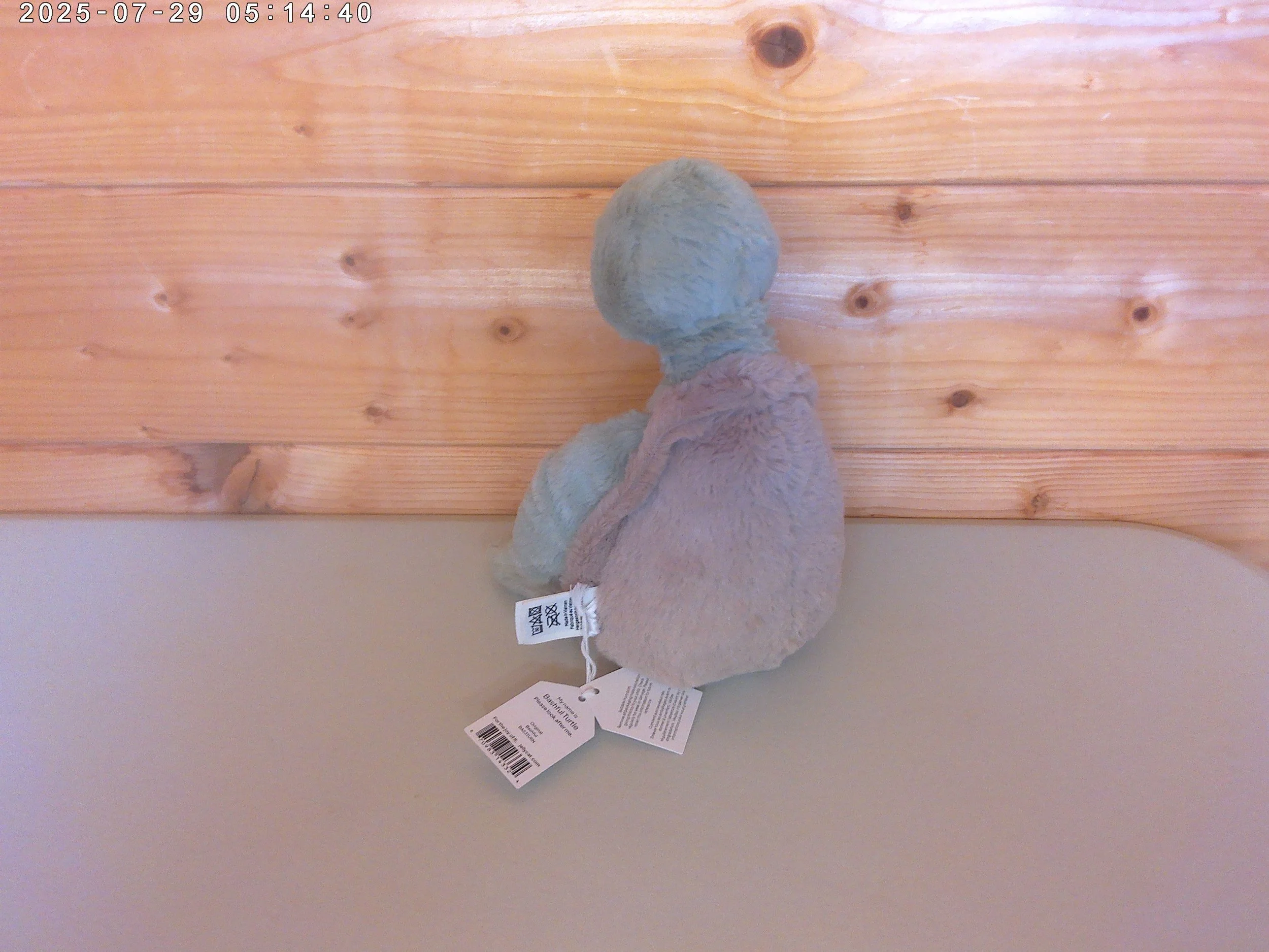 Bashful turtle - photo 2.jpg