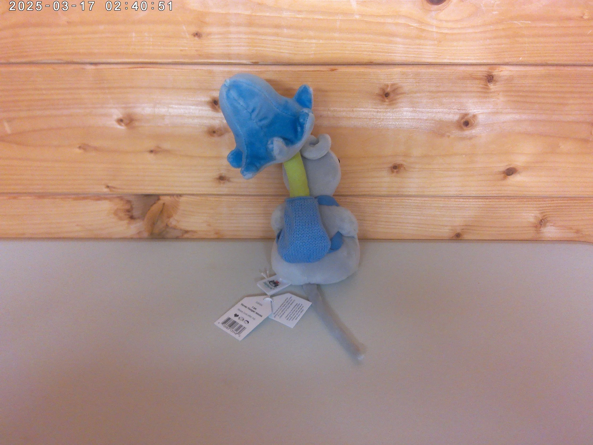 Flower mouse - photo 2.jpg