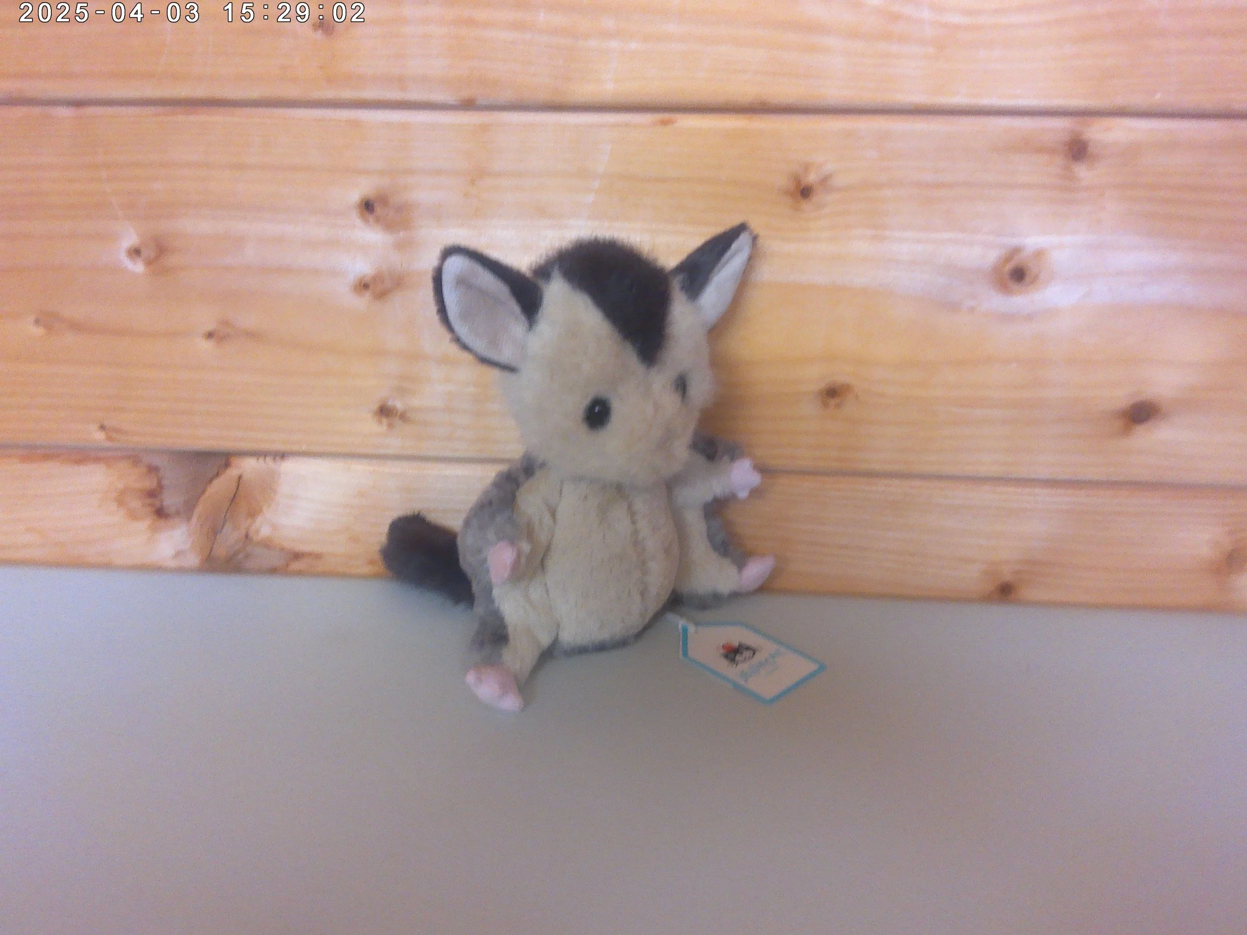 Suger Glider - photo 3.jpg