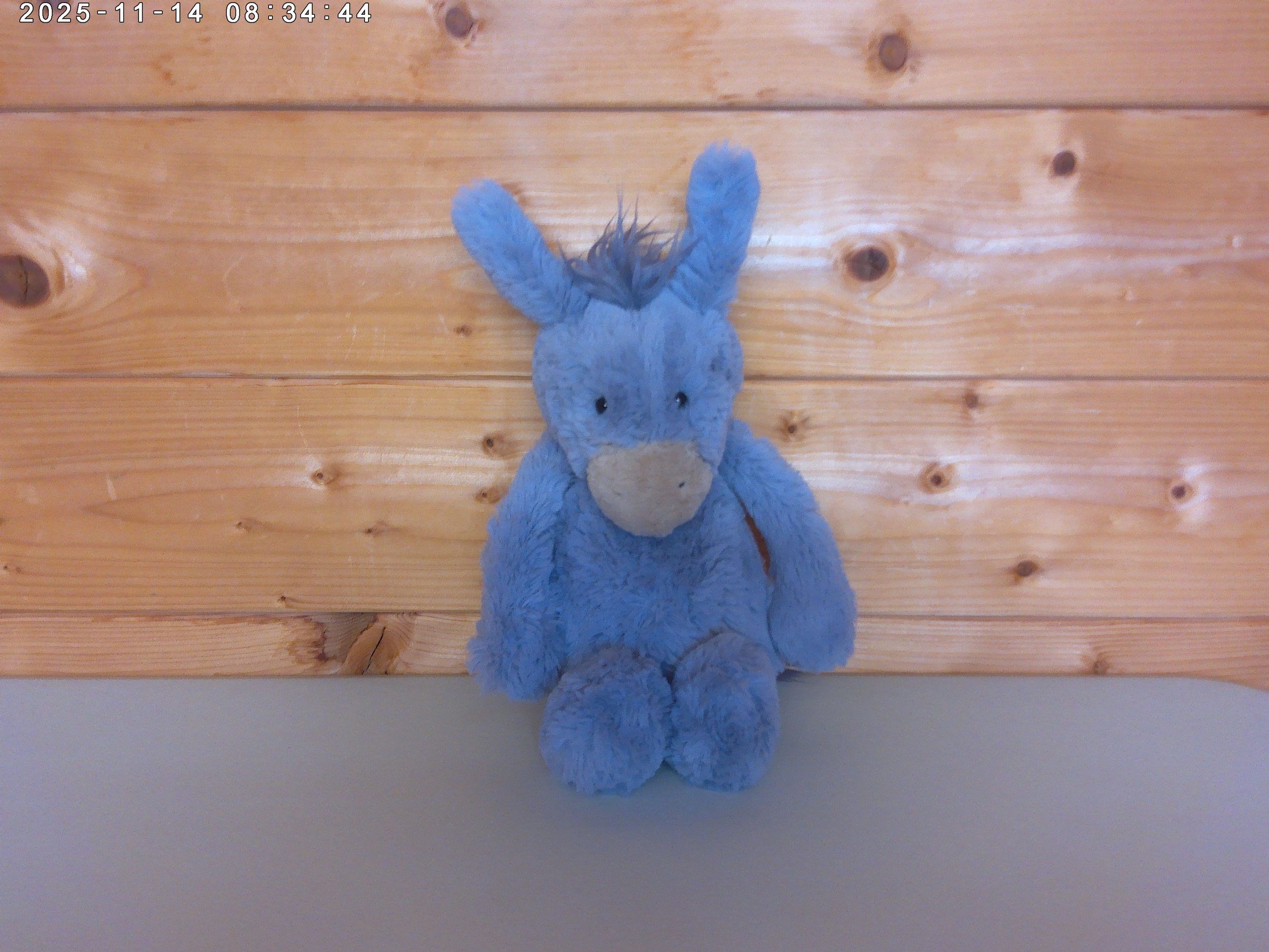 Donkey - photo 1.jpg