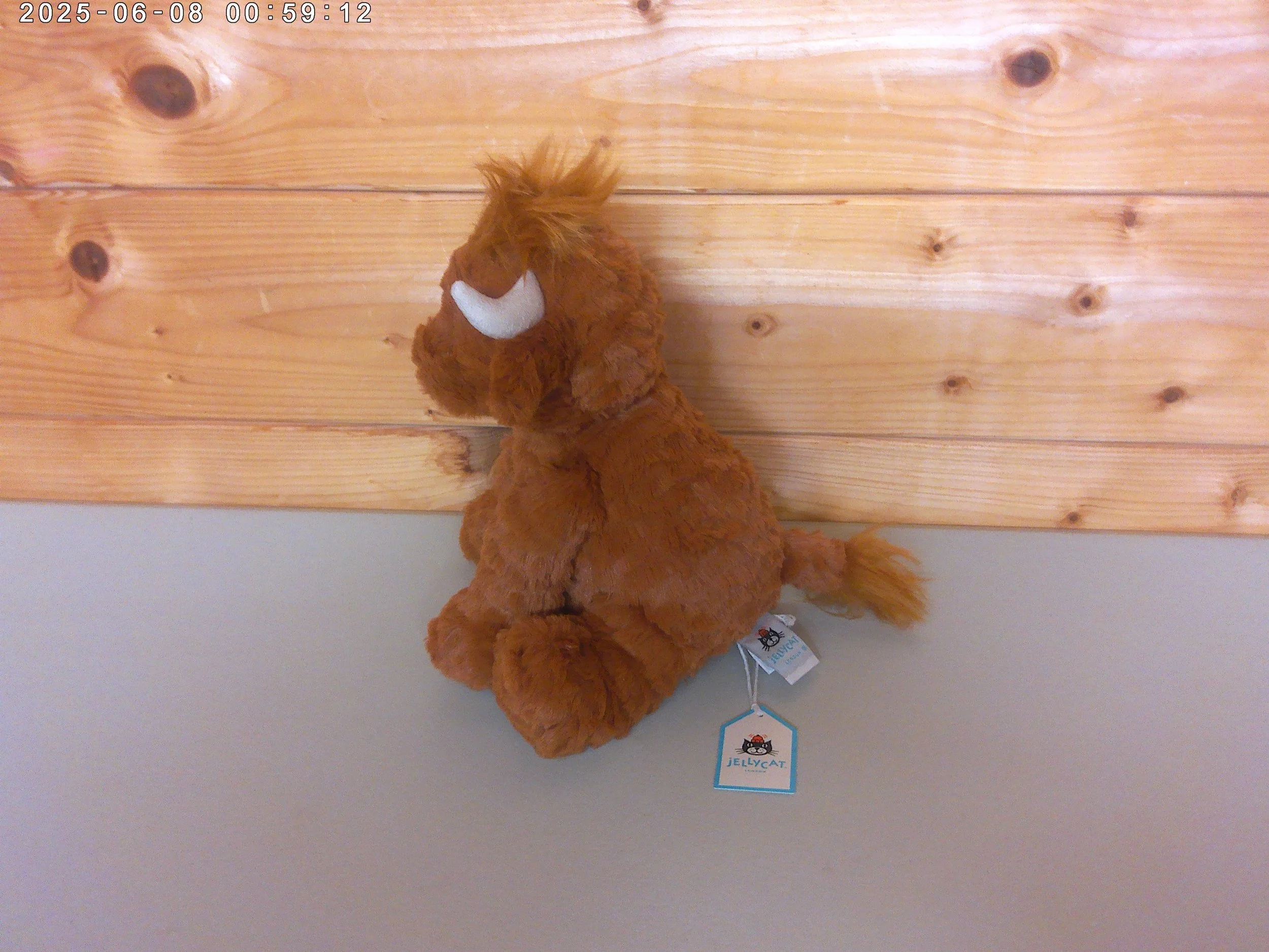 Highland cow - photo 2.jpg