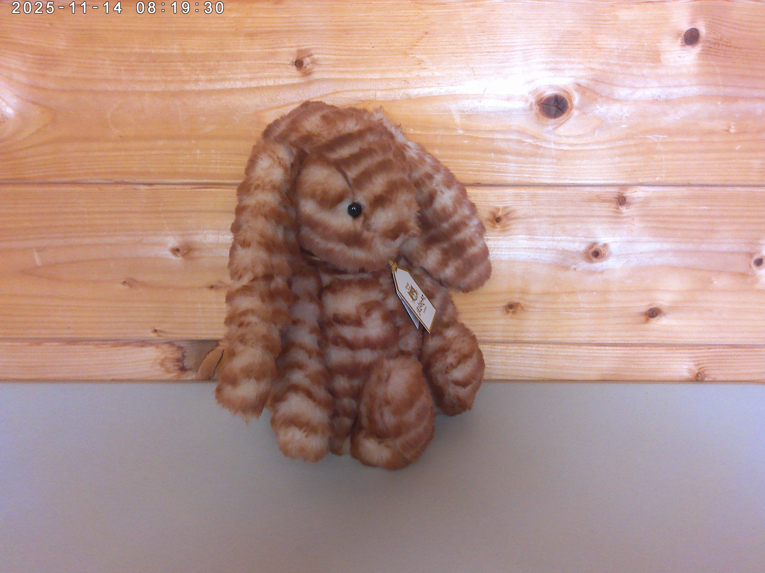 Juniper - photo 2.jpg