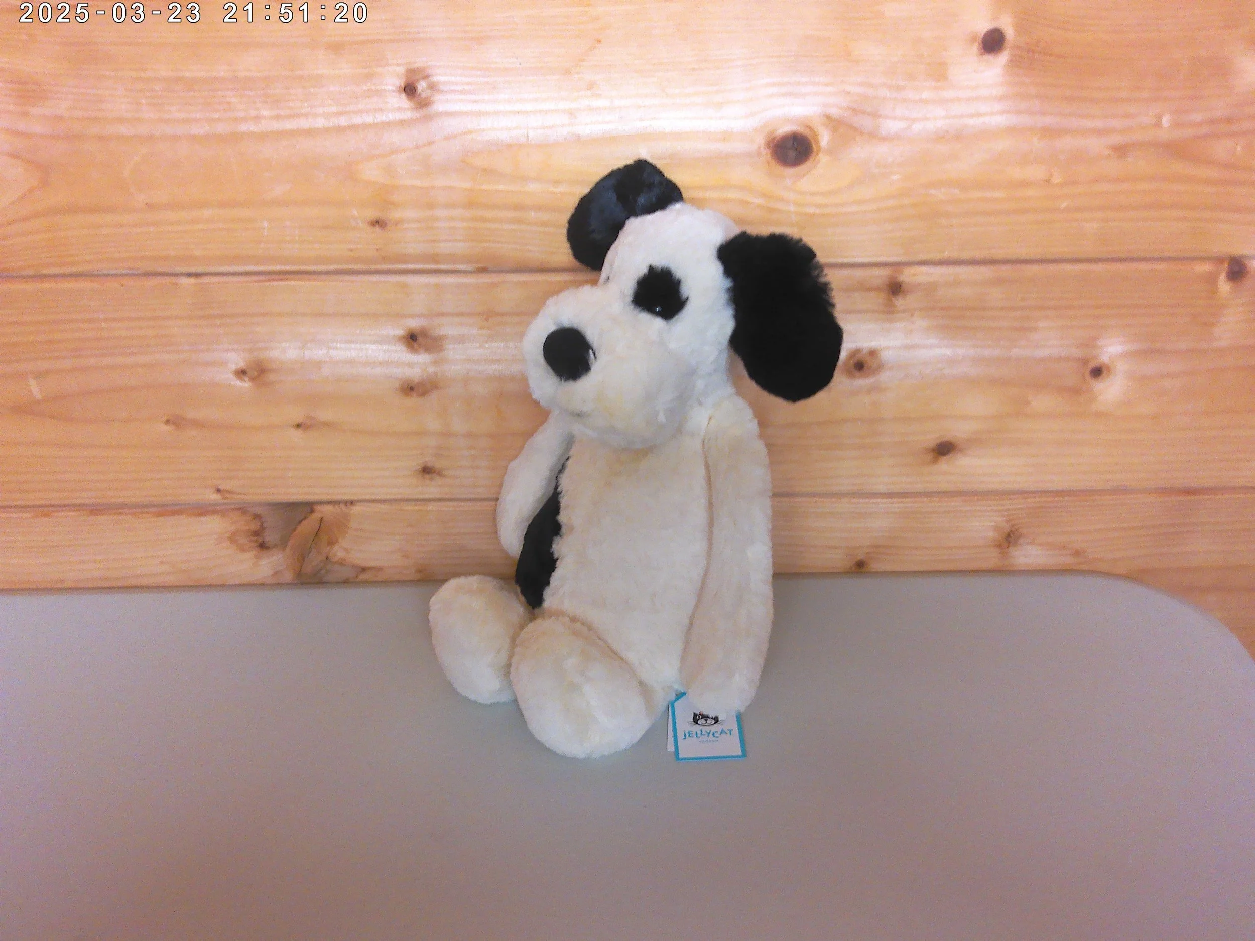 Puppy - photo 3.jpg