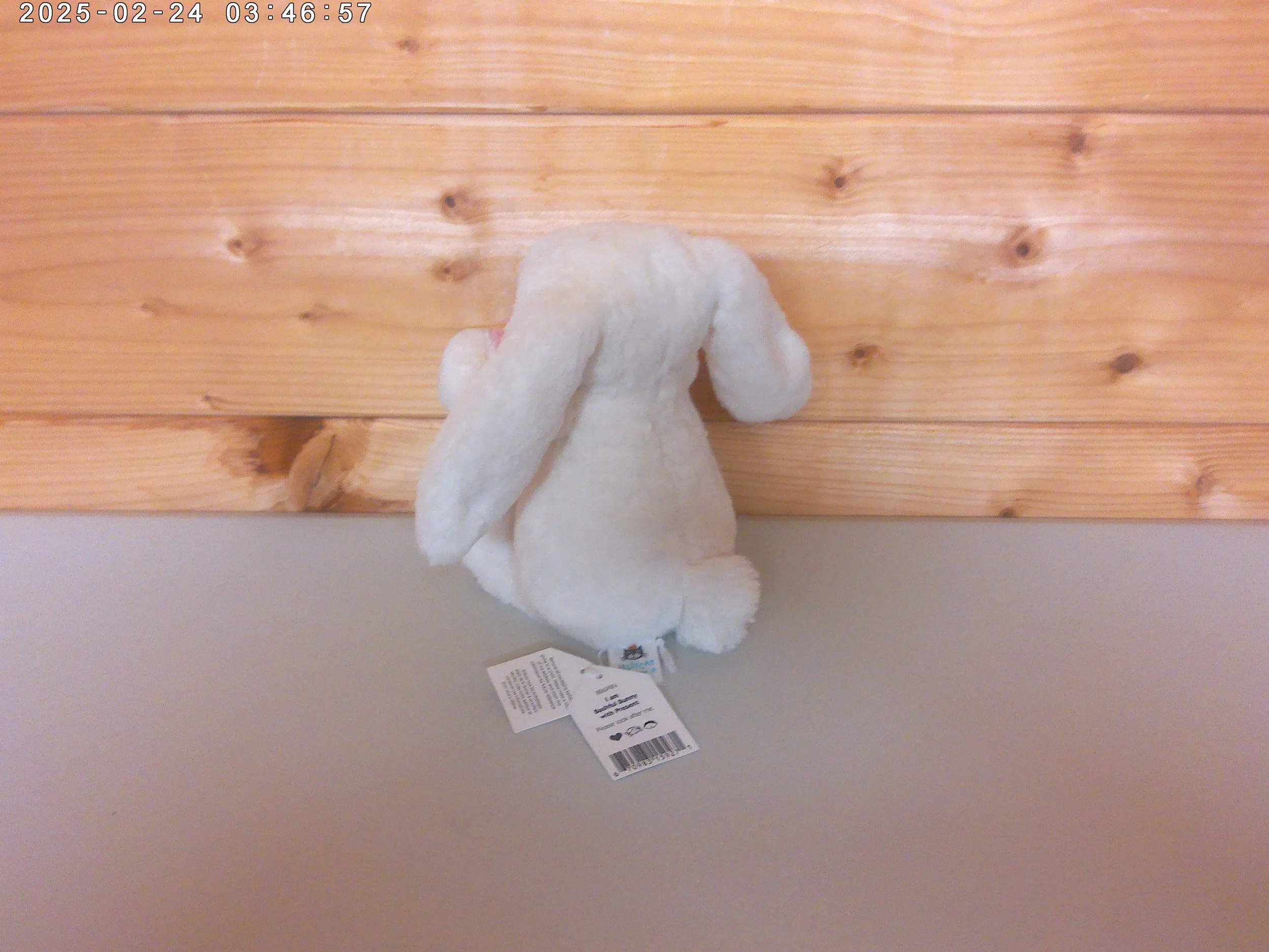 Bunny present - photo 2.jpg