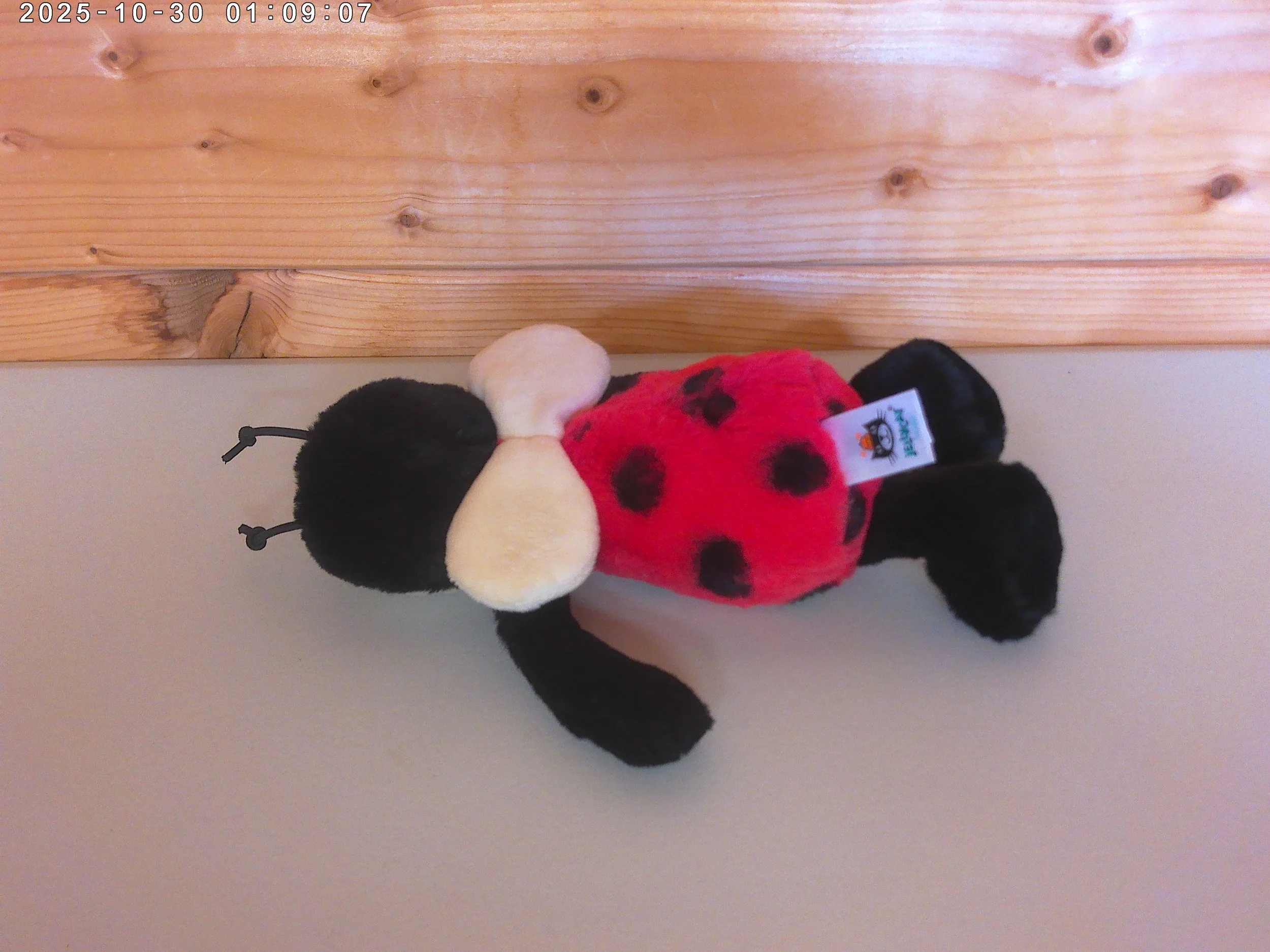 Bashful ladybug - photo 2.jpg