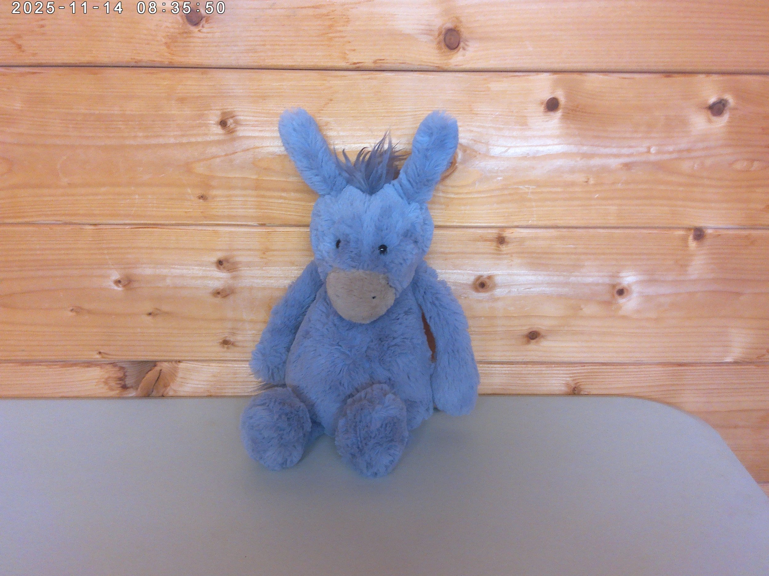 Donkey - photo 4.jpg