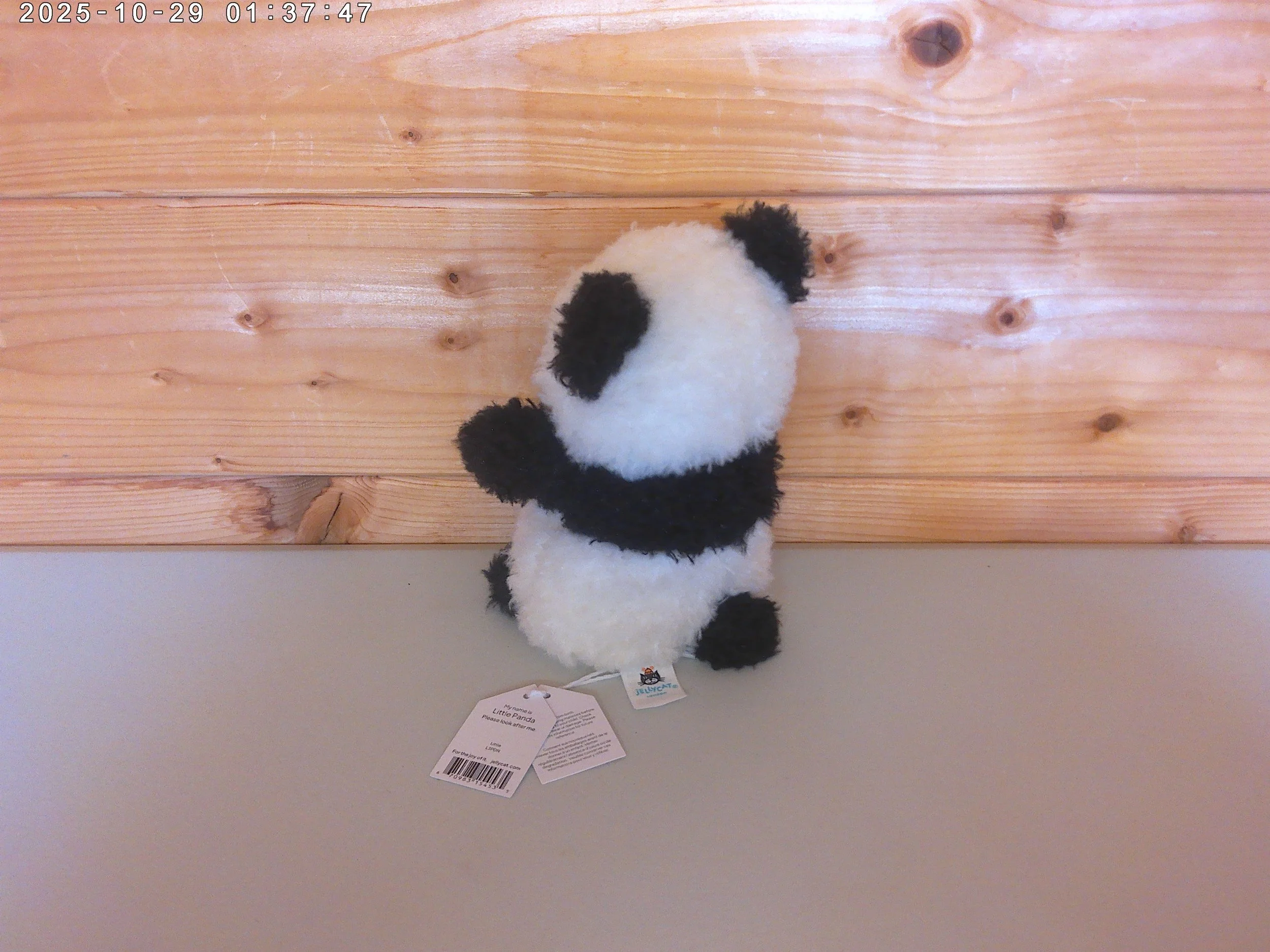 Little panda - photo 2.jpg