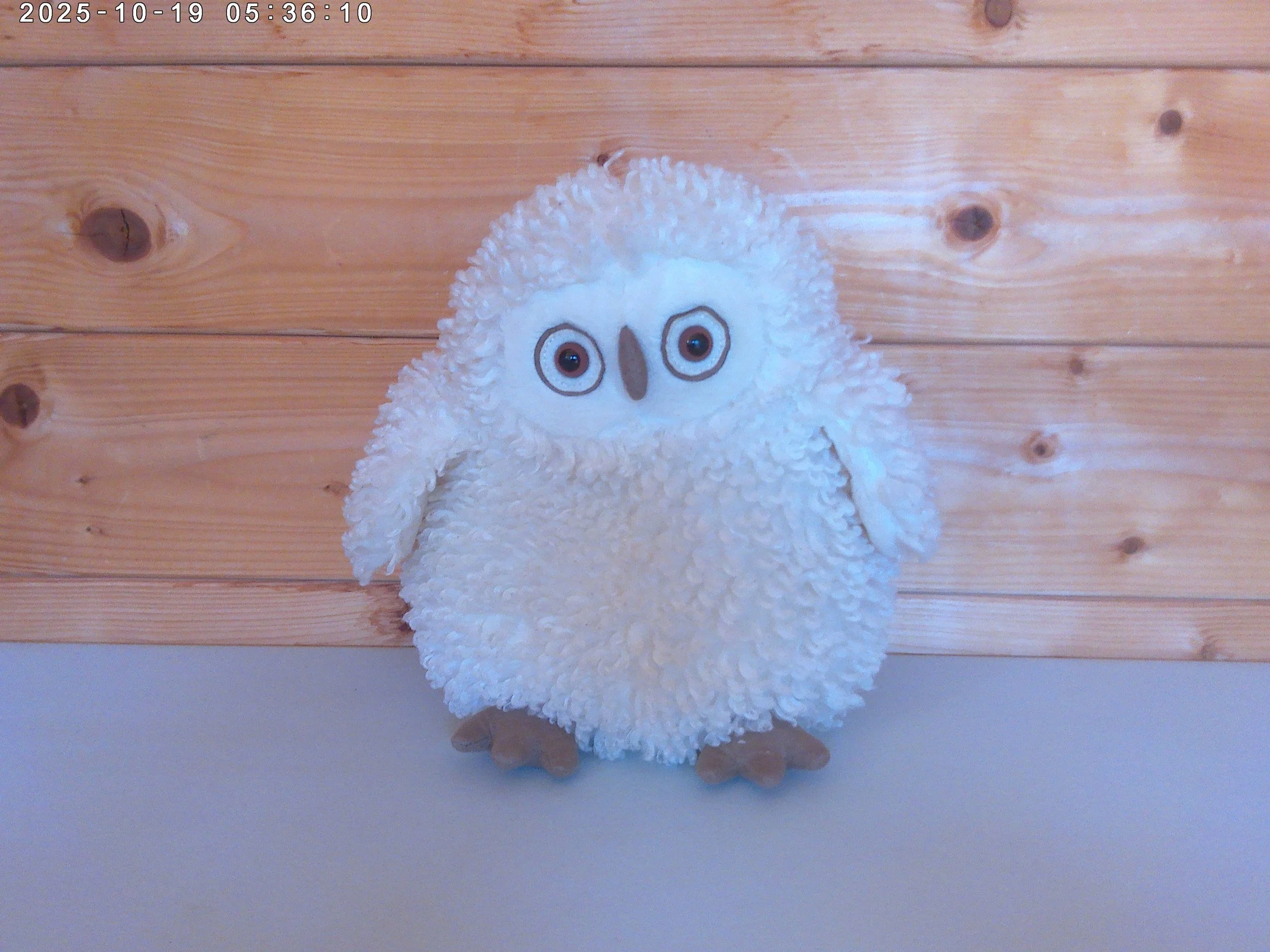 Apollo owl - phto 1.jpg