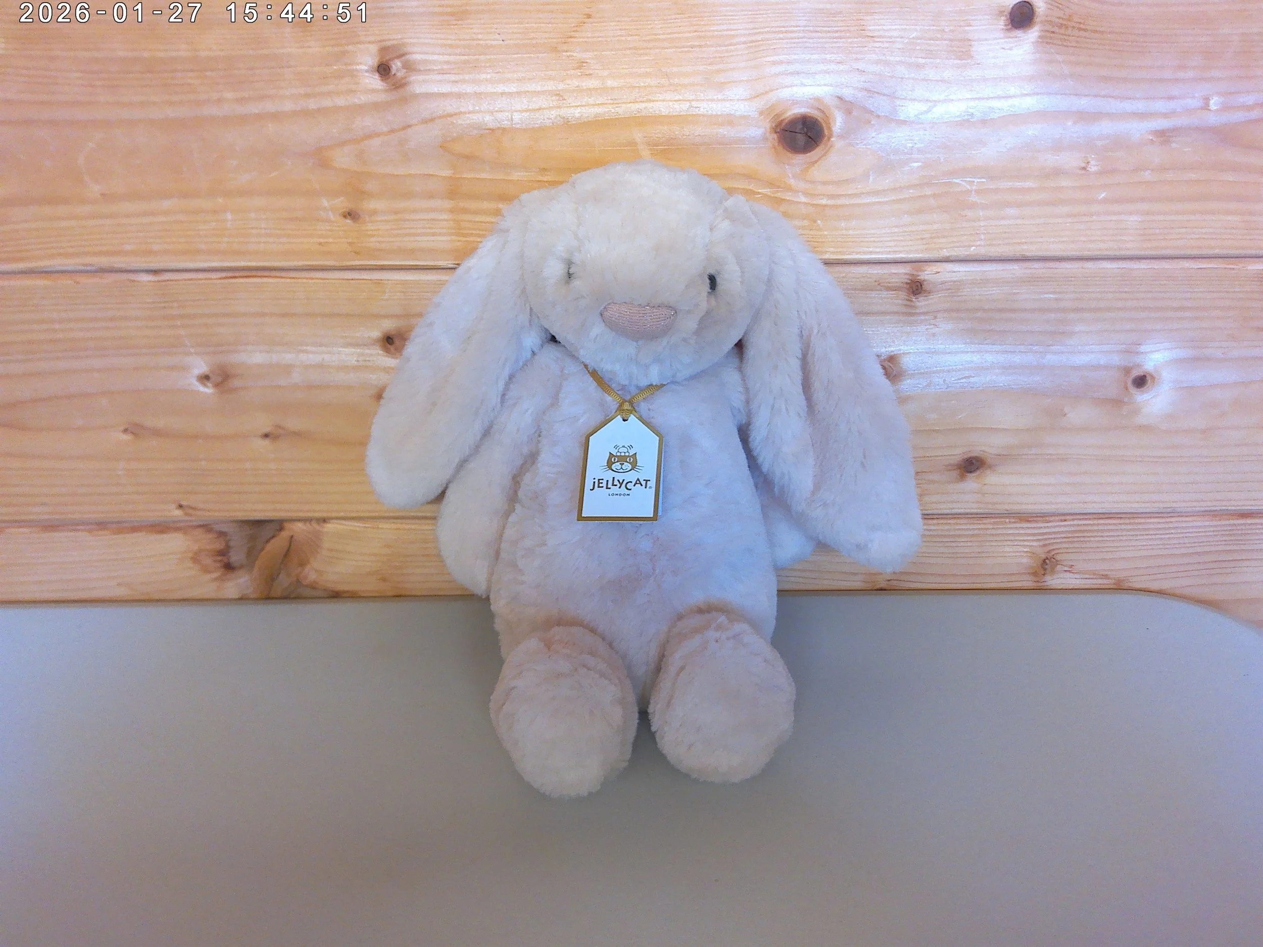 willow - photo 1.jpg