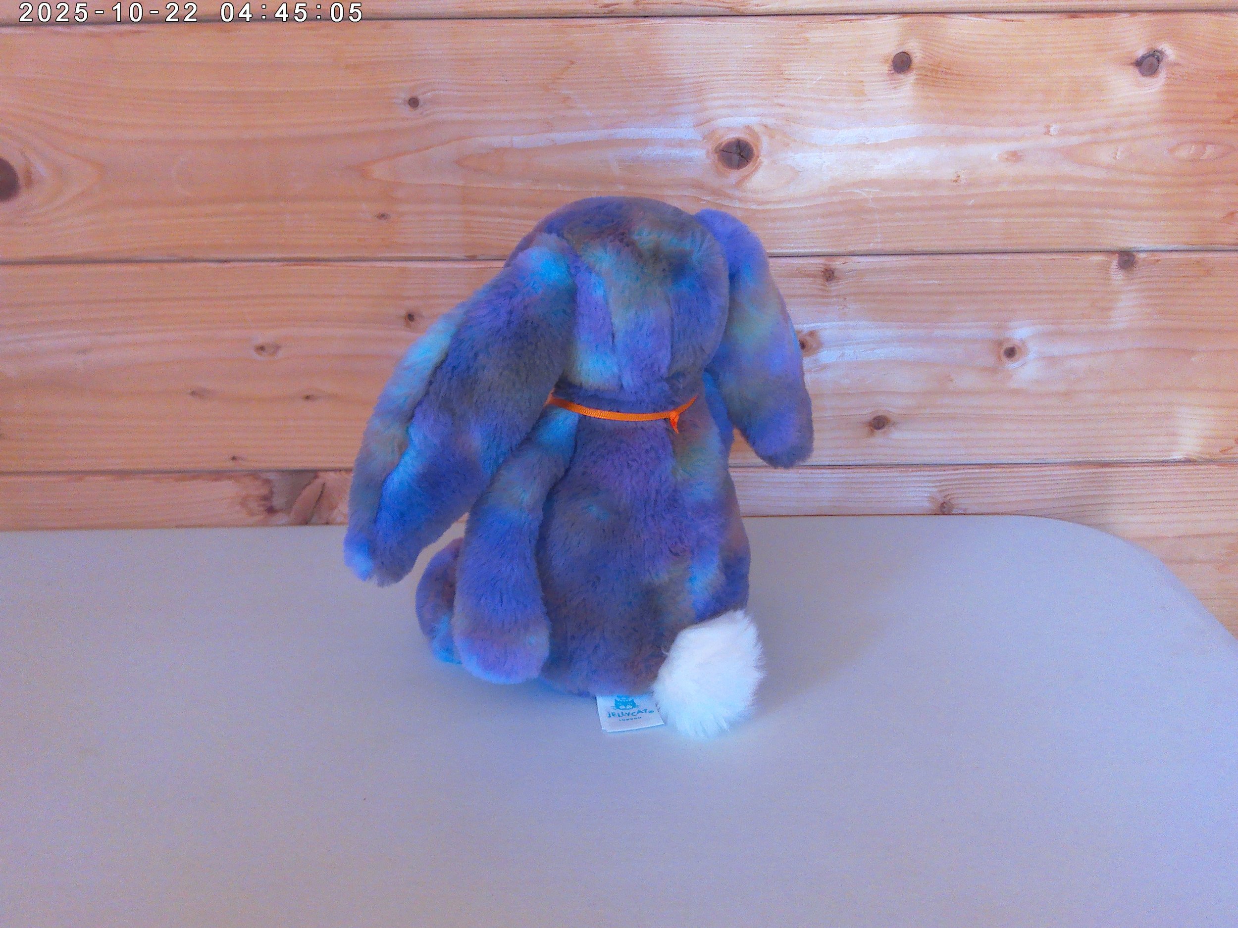 Zodiho bunny - photo 2.jpg