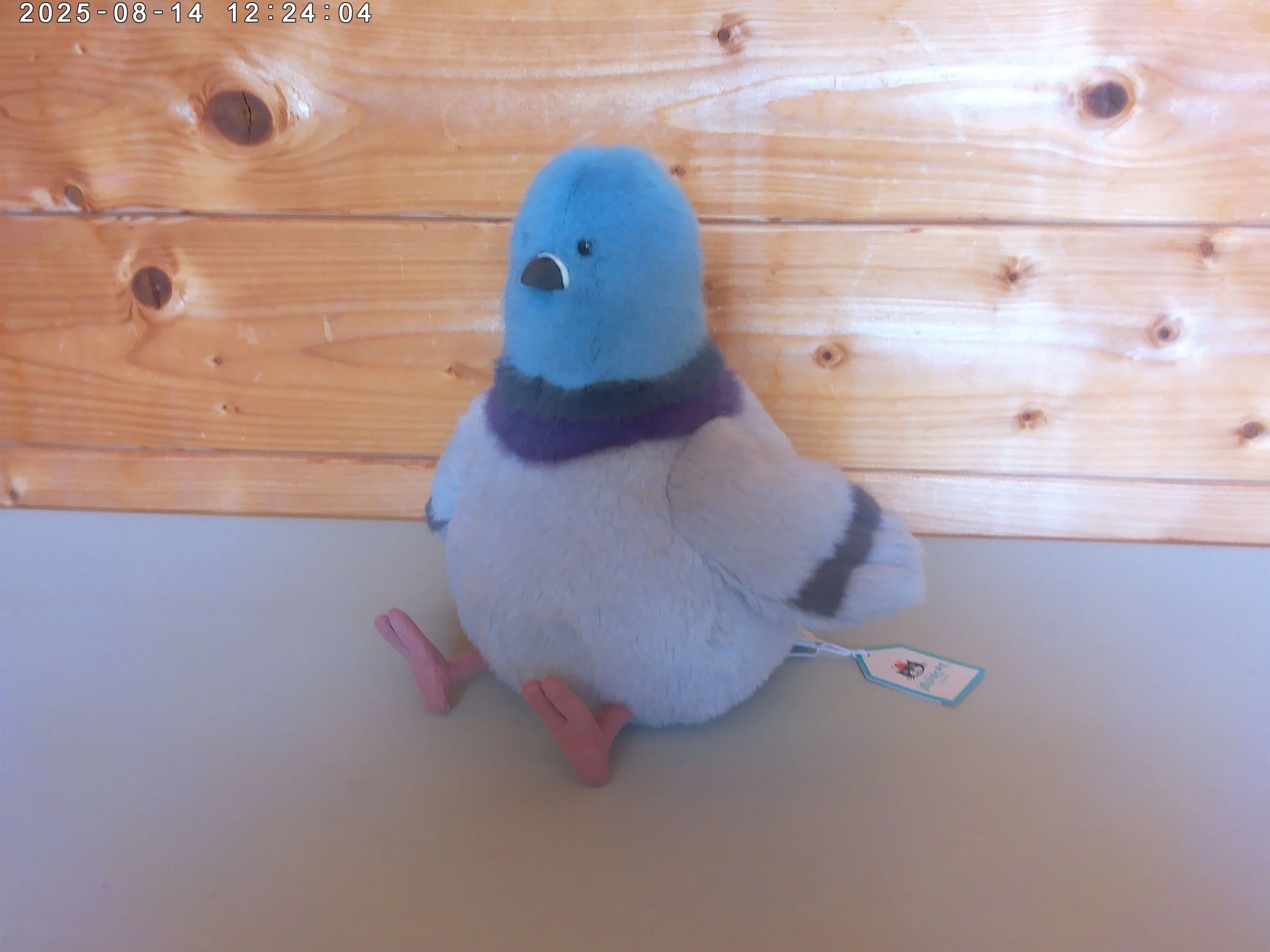 Strutton Pigeon - photo 1 .jpg