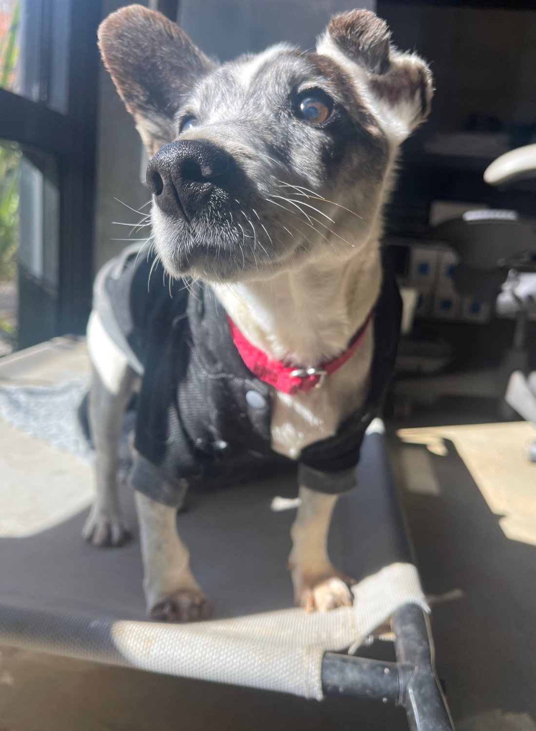 Gino