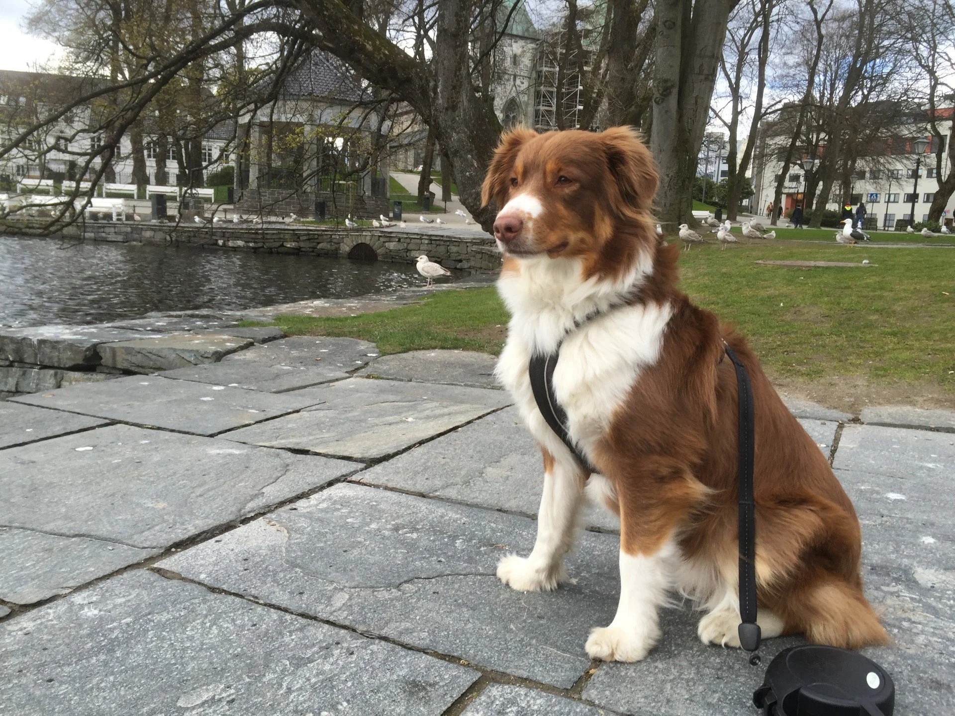 Zita - unghund.jpg (Copy) (Copy)