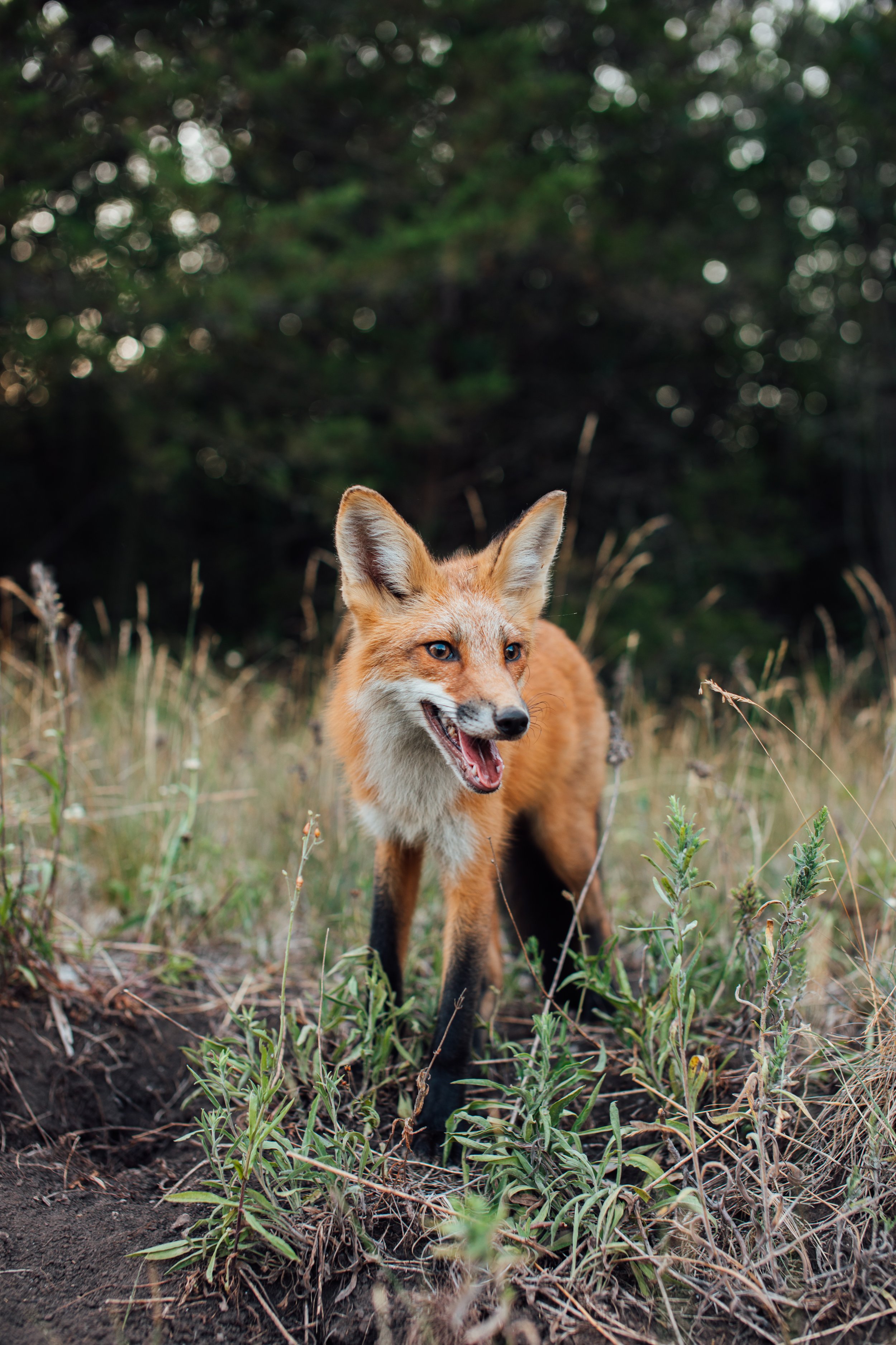 A red fox for Quinte Conservation