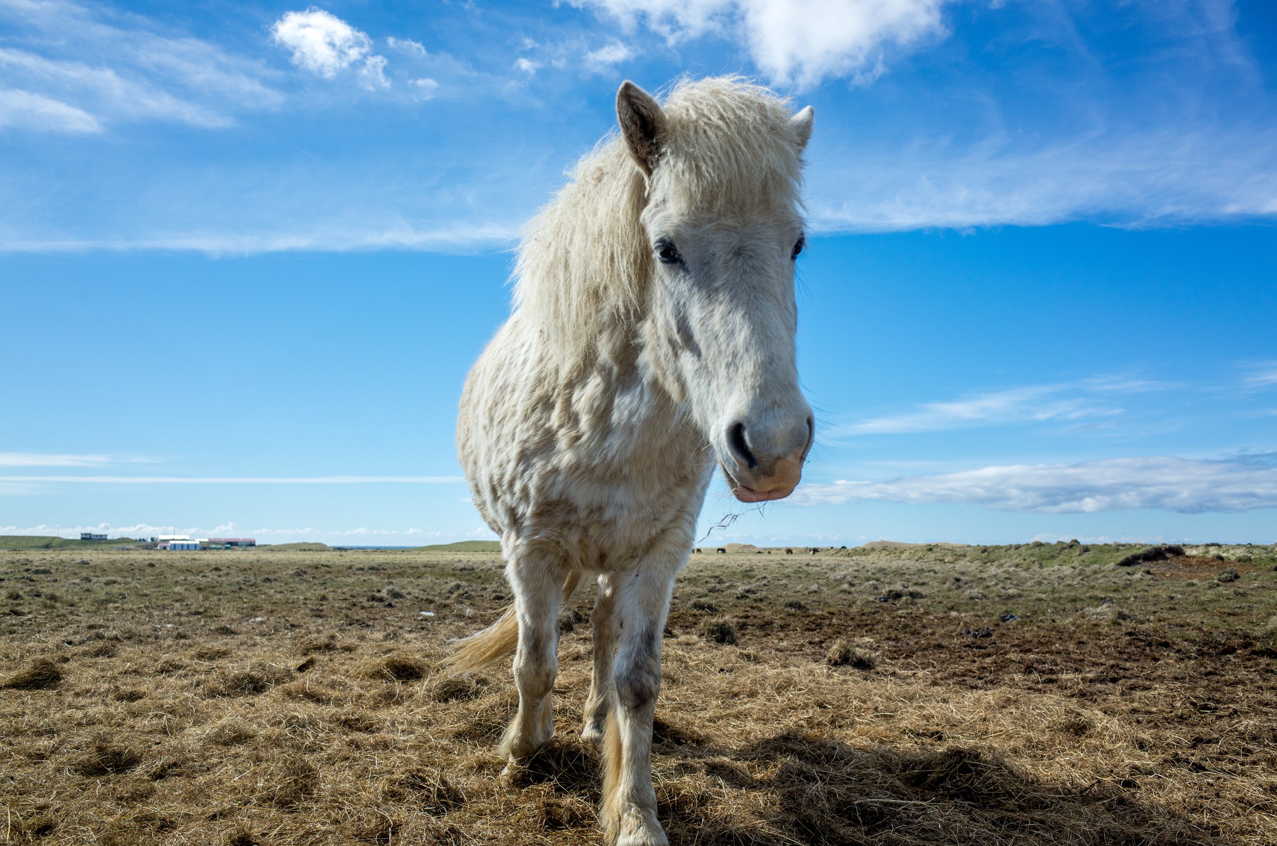 An Icelandic horse for fresh grass.