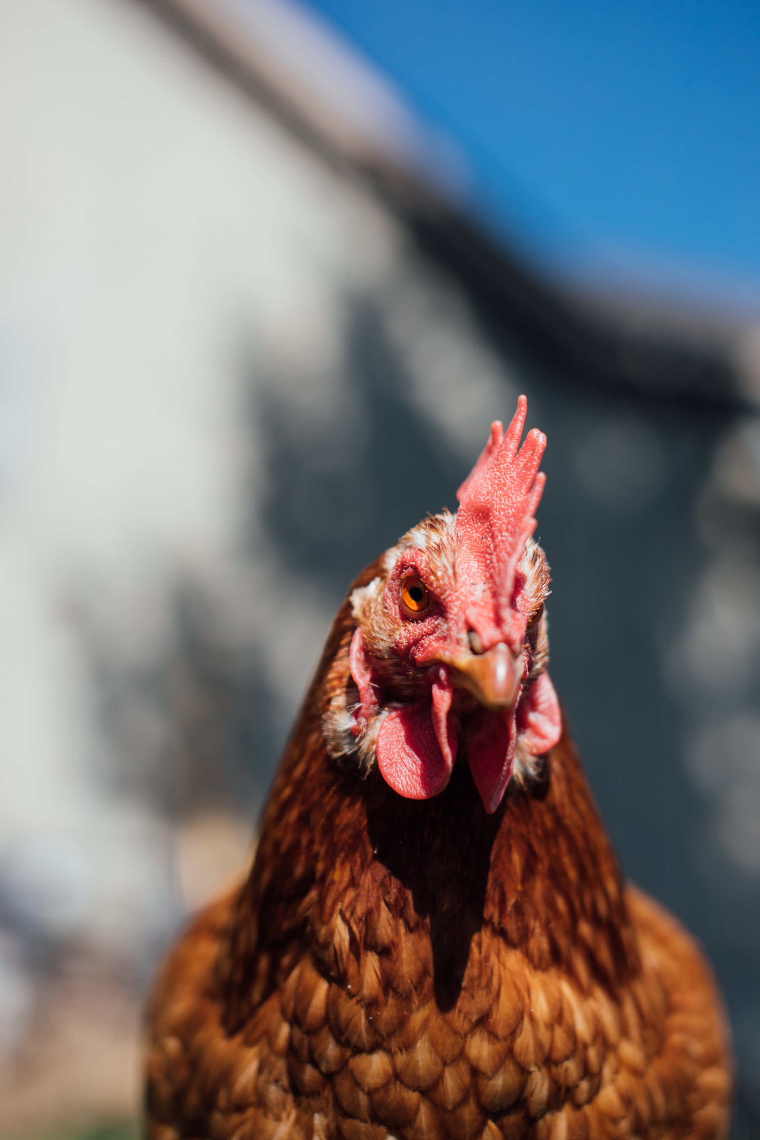 A hen named Gloria
