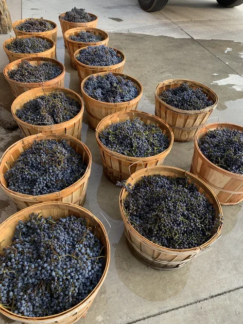 Baxter Ranch grape harvest in progress, showcasing the seasonal vineyard traditions and hands-on winemaking experiences that connect guests with the land.