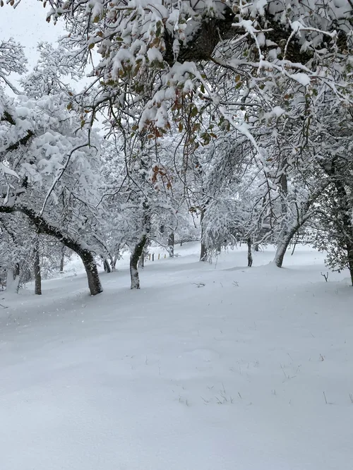 Winter at Baxter Ranch brings snow-covered forests, peaceful mountain scenery, and the quiet beauty of the Sierra Nevada foothills, creating a memorable seasonal retreat.