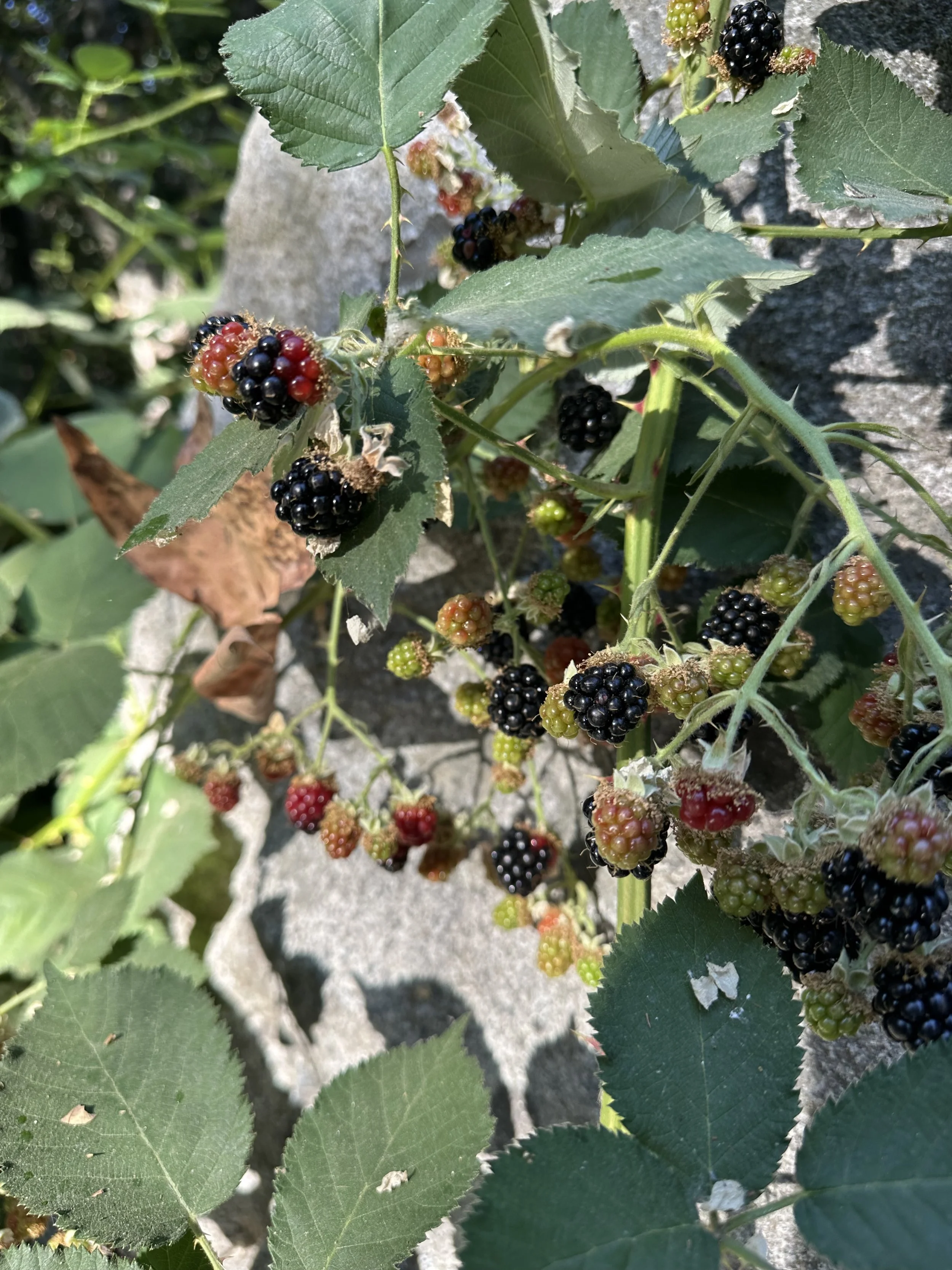 Wild Blackberries in the Sierra Nevada Foothills: A Taste of Summer at Baxter Ranch