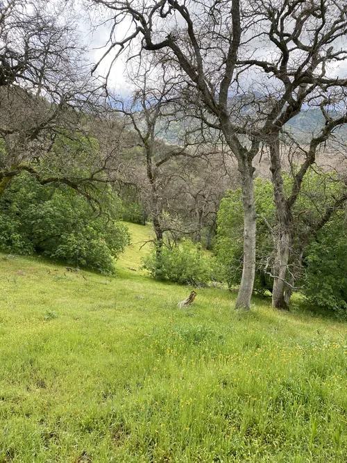 Wildlife at Baxter Ranch, featuring a woodpecker exploring the open meadow and wooded landscape that surrounds the mountain retreat.