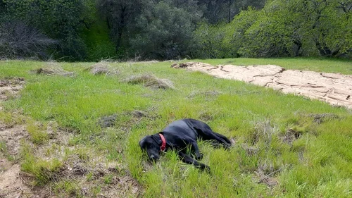Gunner, the Baxter Ranch dog, taking a break from construction and resting outdoors in a natural setting surrounded by trees and greenery during the early development of the property.