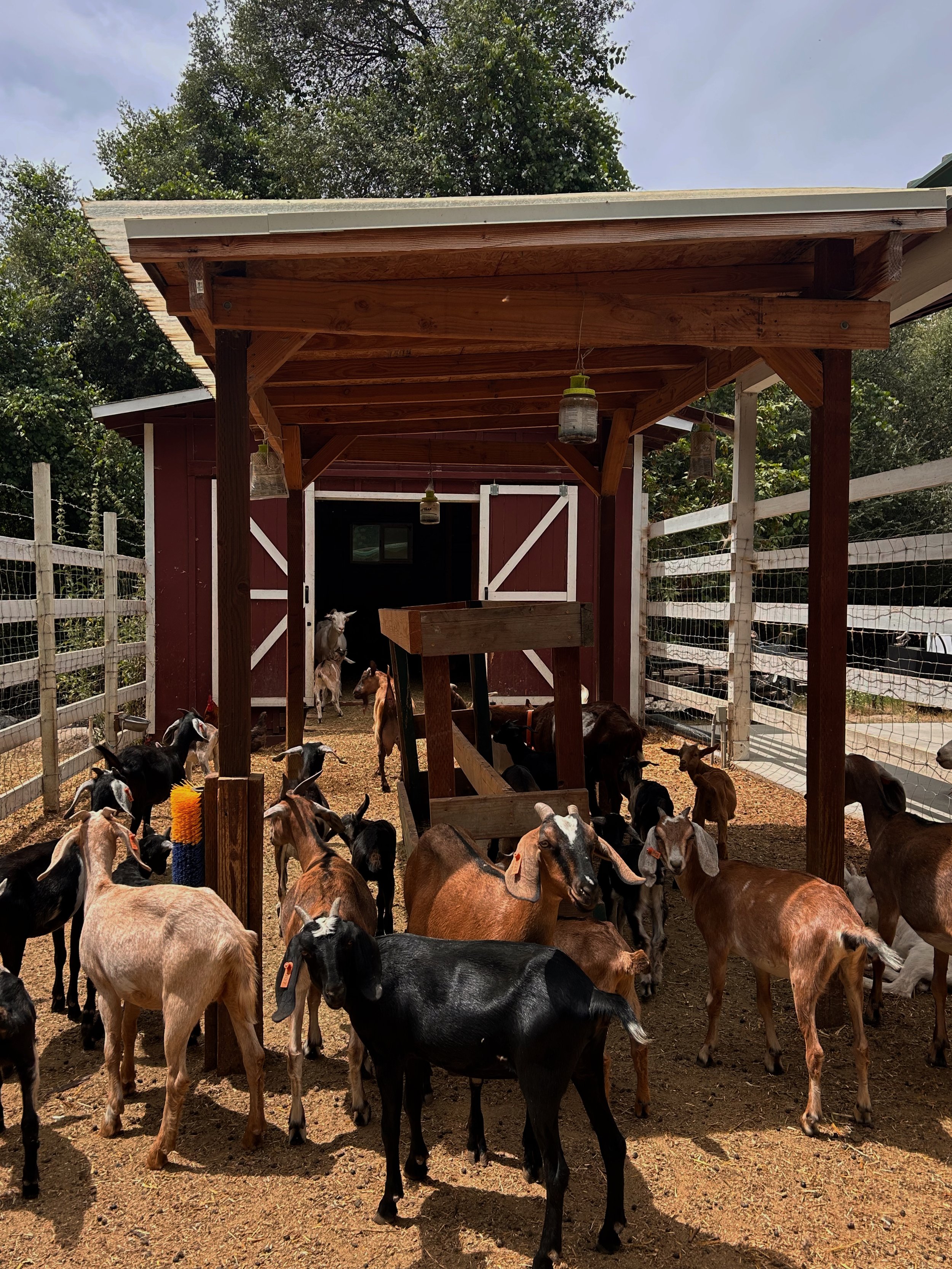 Dairy goats at Baxter Ranch resting inside a fenced pasture with a wooden shelter, surrounded by trees and the peaceful natural setting of the mountain ranch.
