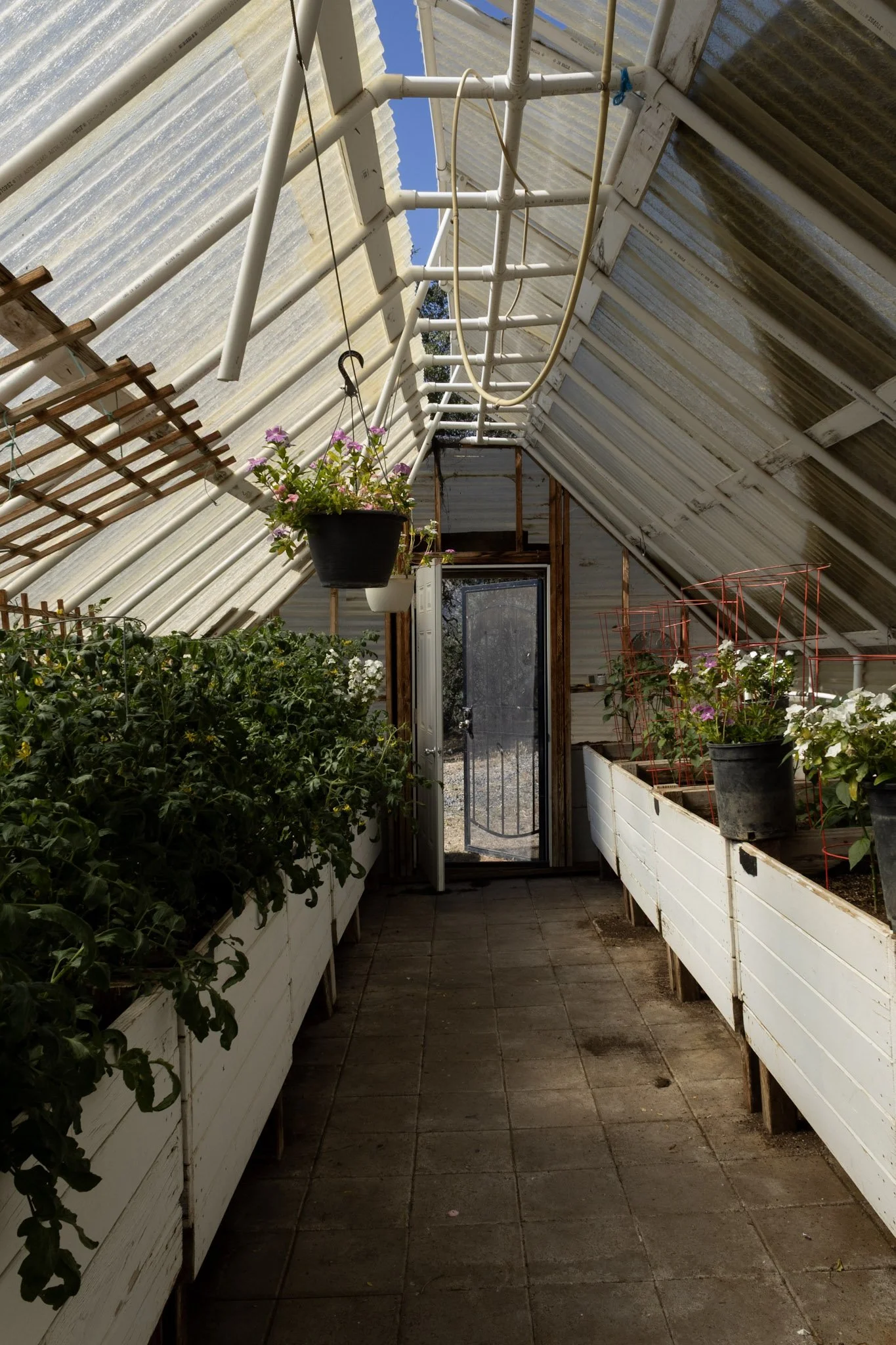 Inside the greenhouse at Baxter Ranch featuring flowering plants, raised garden beds, and natural light filtering through the transparent roof panels in a peaceful garden setting.