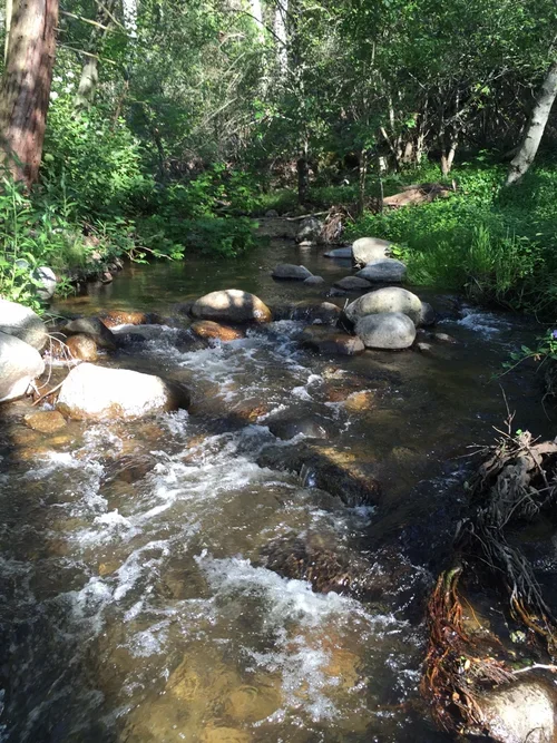 Clear mountain stream at Baxter Ranch flowing through a lush green forest with natural rocks, trees, and peaceful creekside scenery.