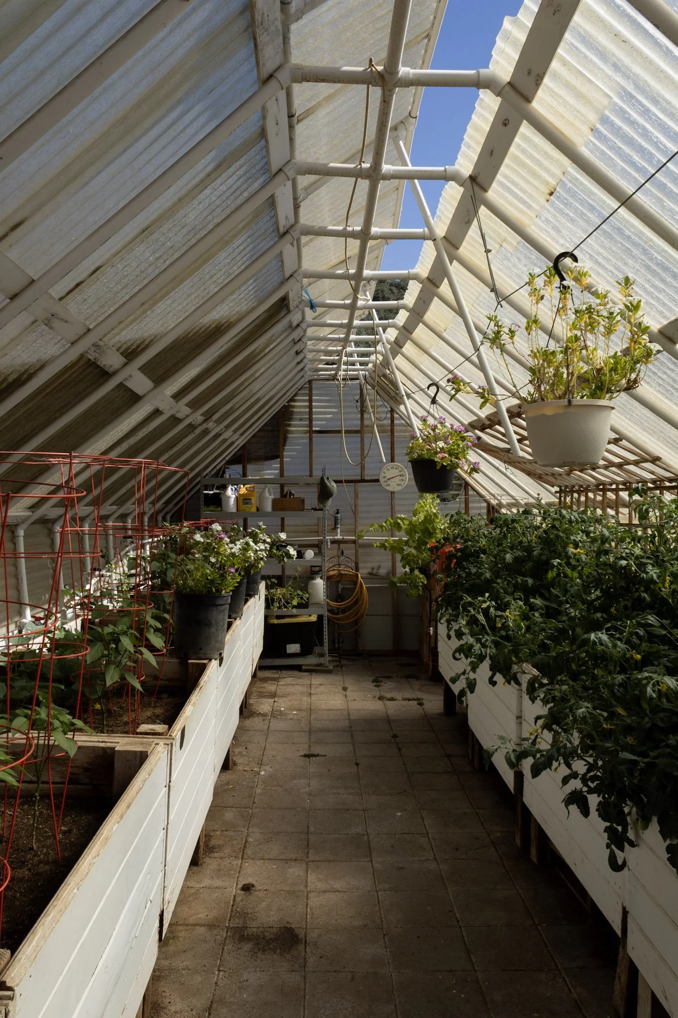 Working greenhouse at Baxter Ranch featuring hanging plants, gardening supplies, wooden shelving, and natural sunlight filtering through translucent panels in a sustainable garden space.