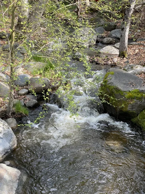 A peaceful creek at Baxter Ranch flowing through a forested landscape with moss-covered rocks, green foliage, and natural mountain scenery.