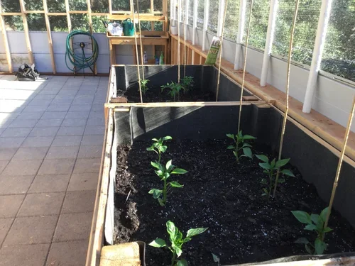 Raised garden beds inside the Baxter Ranch greenhouse with growing plants, garden supports, and tools showcasing the ranch’s hands-on approach to sustainable gardening.