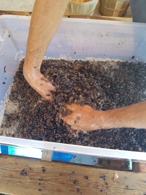 A behind-the-scenes look at the winemaking process at Baxter Ranch, where seasonal grape harvests are transformed through traditional methods and a connection to the land.