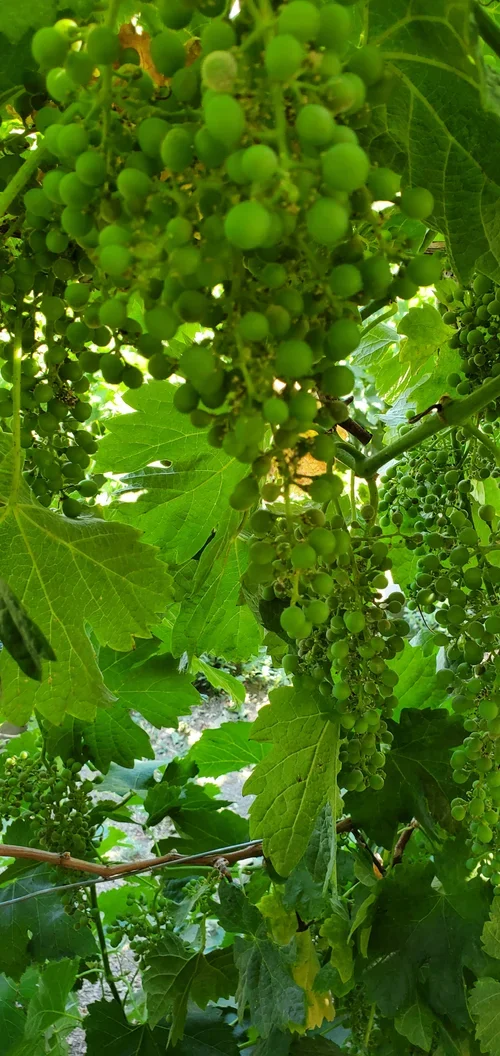 Grapes growing at Baxter Ranch, highlighting the connection between the land, seasonal harvests, and farm-to-table experiences in the Sierra Nevada foothills.