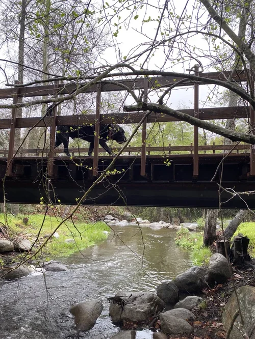 Gunner the ranch dog crossing a wooden bridge over a peaceful stream at Baxter Ranch, surrounded by forest and natural mountain scenery.