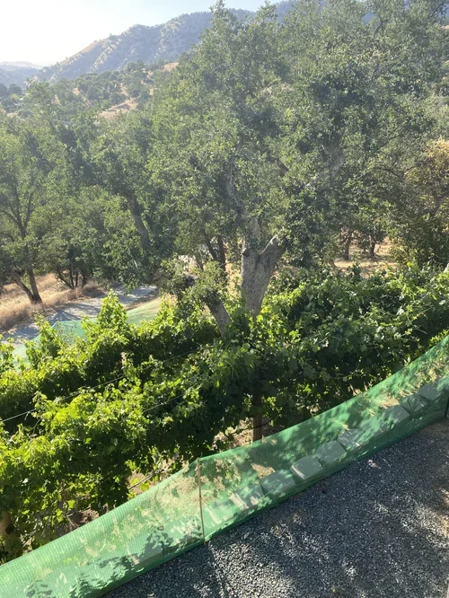 The vineyard at Baxter Ranch, where guests can experience the beauty of mountain agriculture, seasonal landscapes, and the connection between the land and farm-to-table experiences.