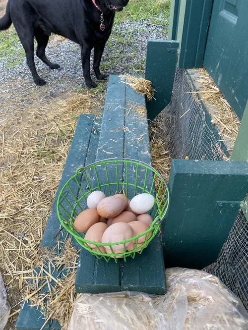 Gunner the ranch dog near the chicken coop at Baxter Ranch, with a basket of fresh eggs showcasing the farm-to-table lifestyle and rural mountain setting.