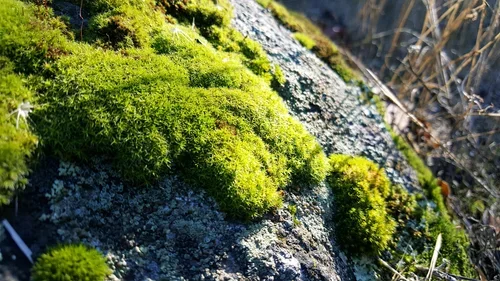 Moss-covered rocks at Baxter Ranch showcase the quiet beauty, healthy forest ecosystem, and natural character of the Sierra Nevada foothills.