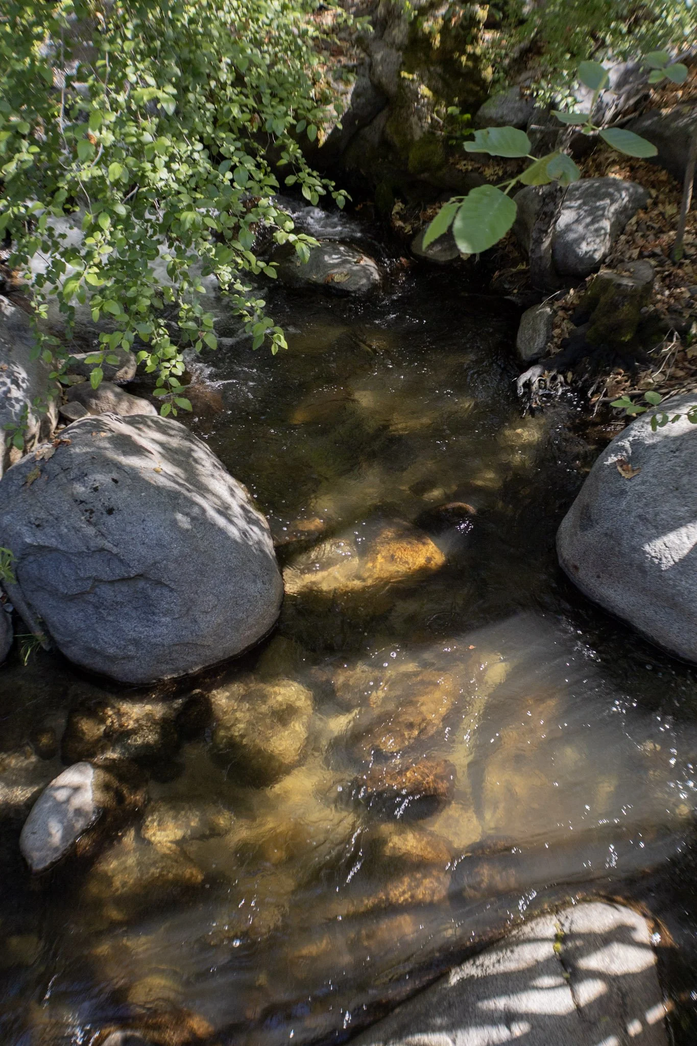 A peaceful mountain stream flowing over rocks at Baxter Ranch, surrounded by lush greenery and natural forest scenery.