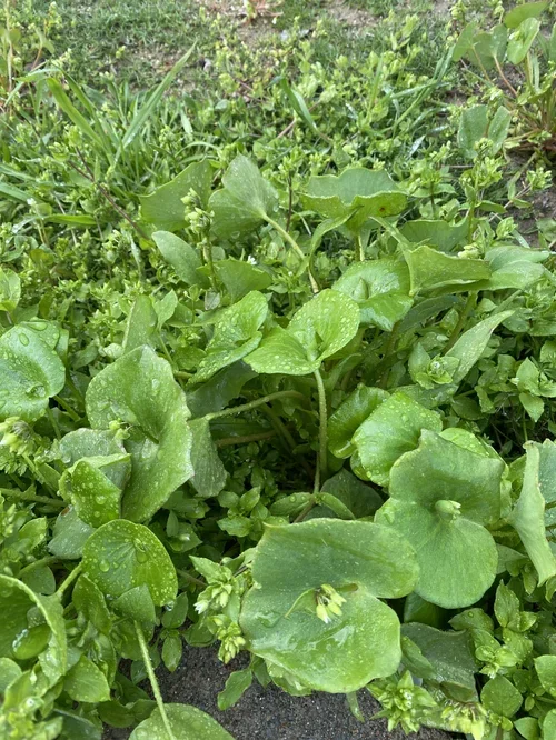 Fresh miner's lettuce growing at Baxter Ranch, highlighting the property's connection to native edible plants, seasonal foraging, and sustainable mountain living.