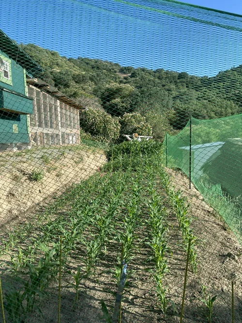Young crops growing in rows at Baxter Ranch’s garden area with protective netting, surrounded by mountain landscape and natural surroundings.